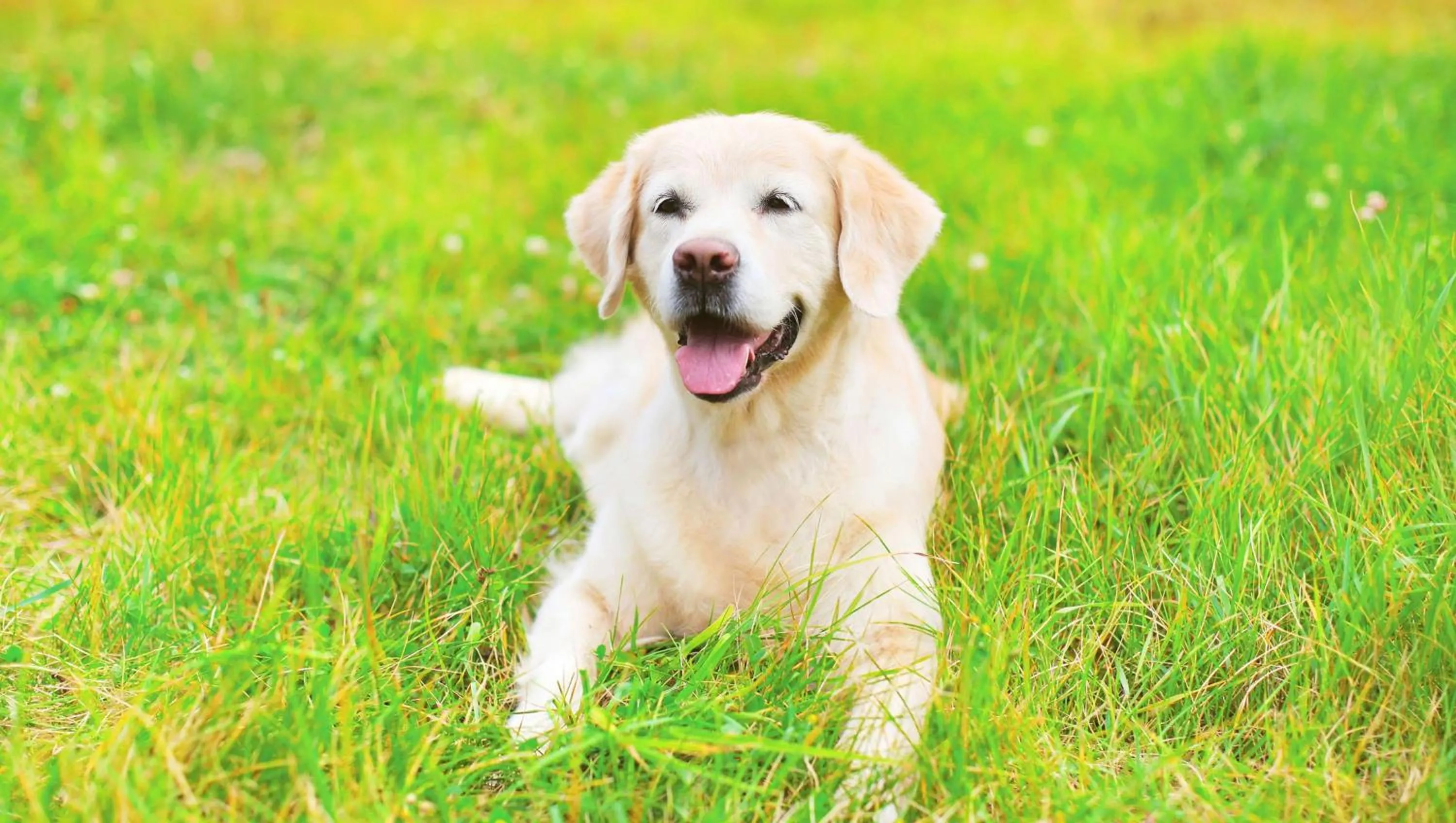 Pets in Regency Inn Hondo