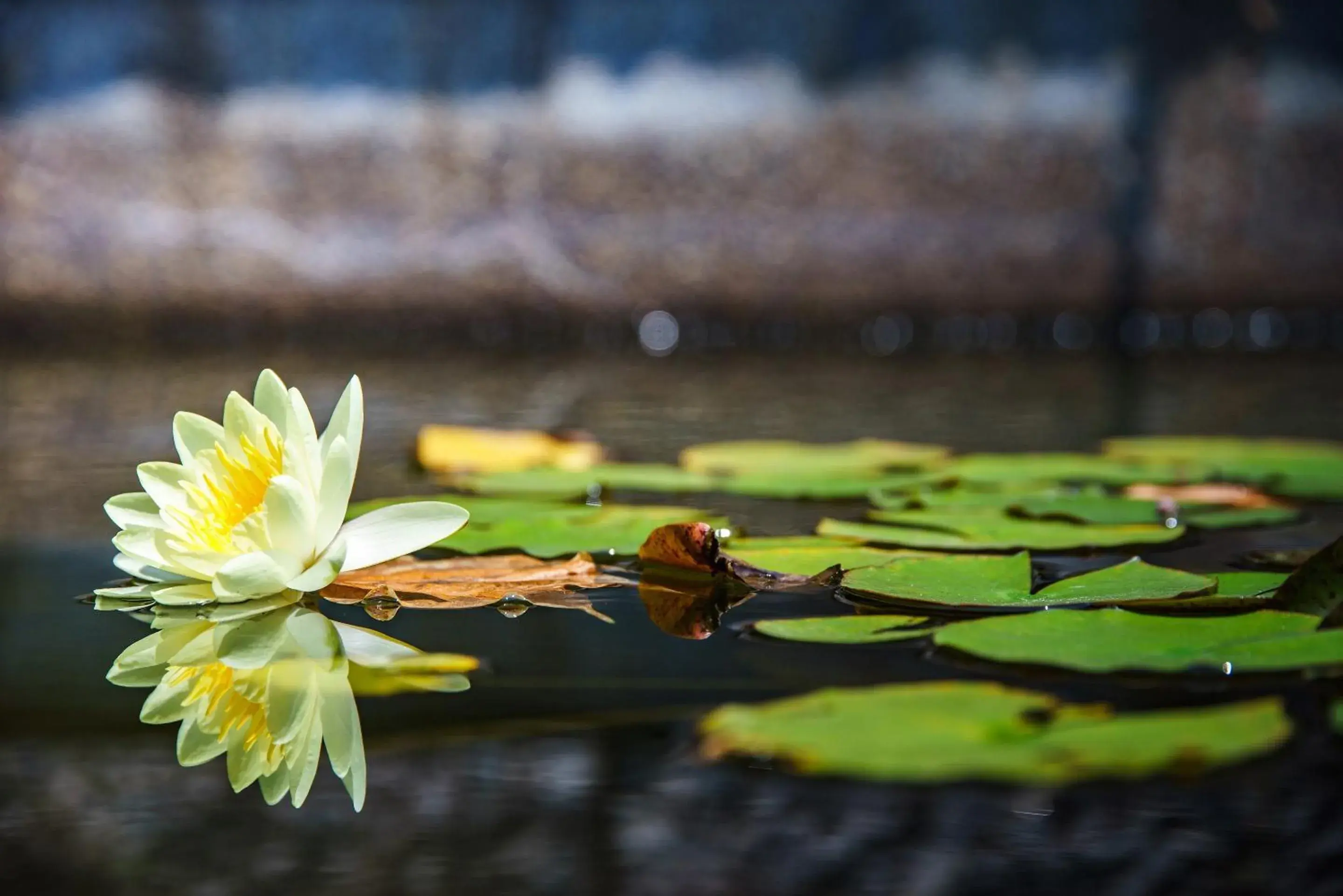 Property building in Kurashiki Ivy Square Property building in Kurashiki Ivy Square