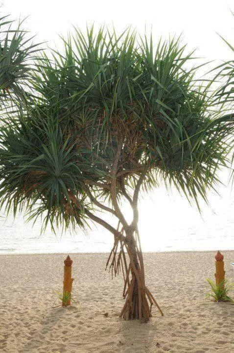 Property building in Lanta Infinity Resort - SHA Extra Plus