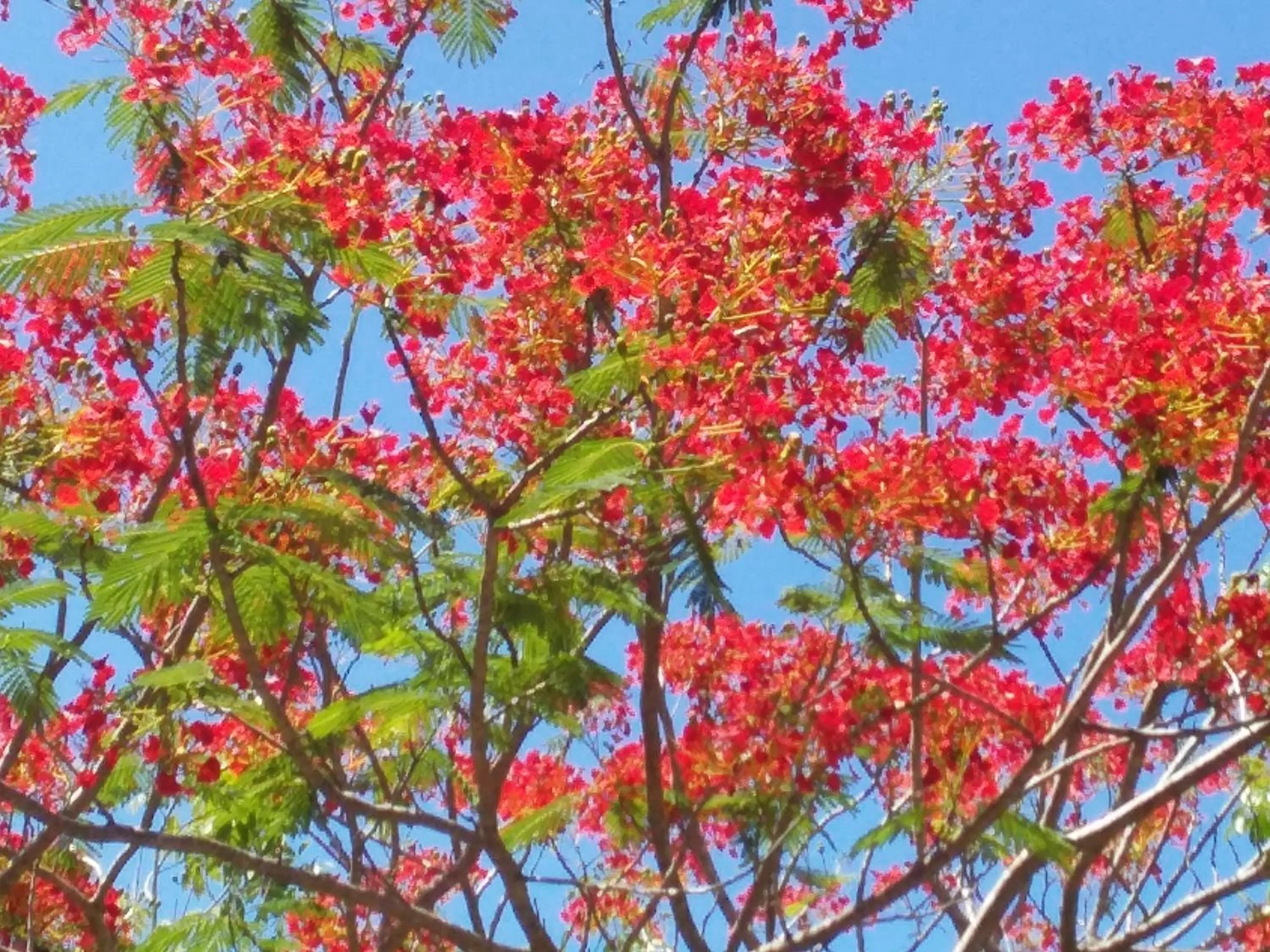 Beautiful Flower Resort