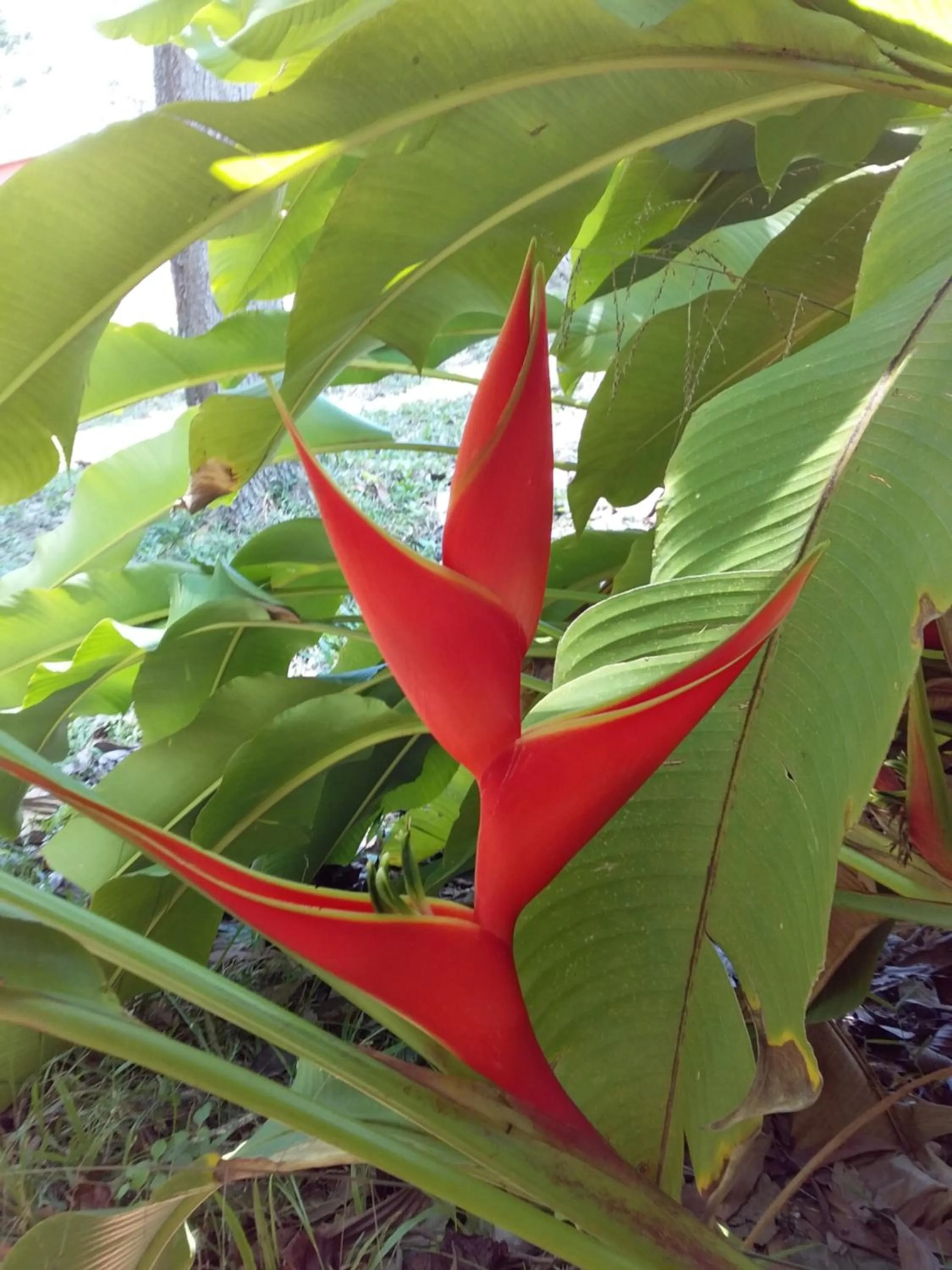 Beautiful Flower Resort