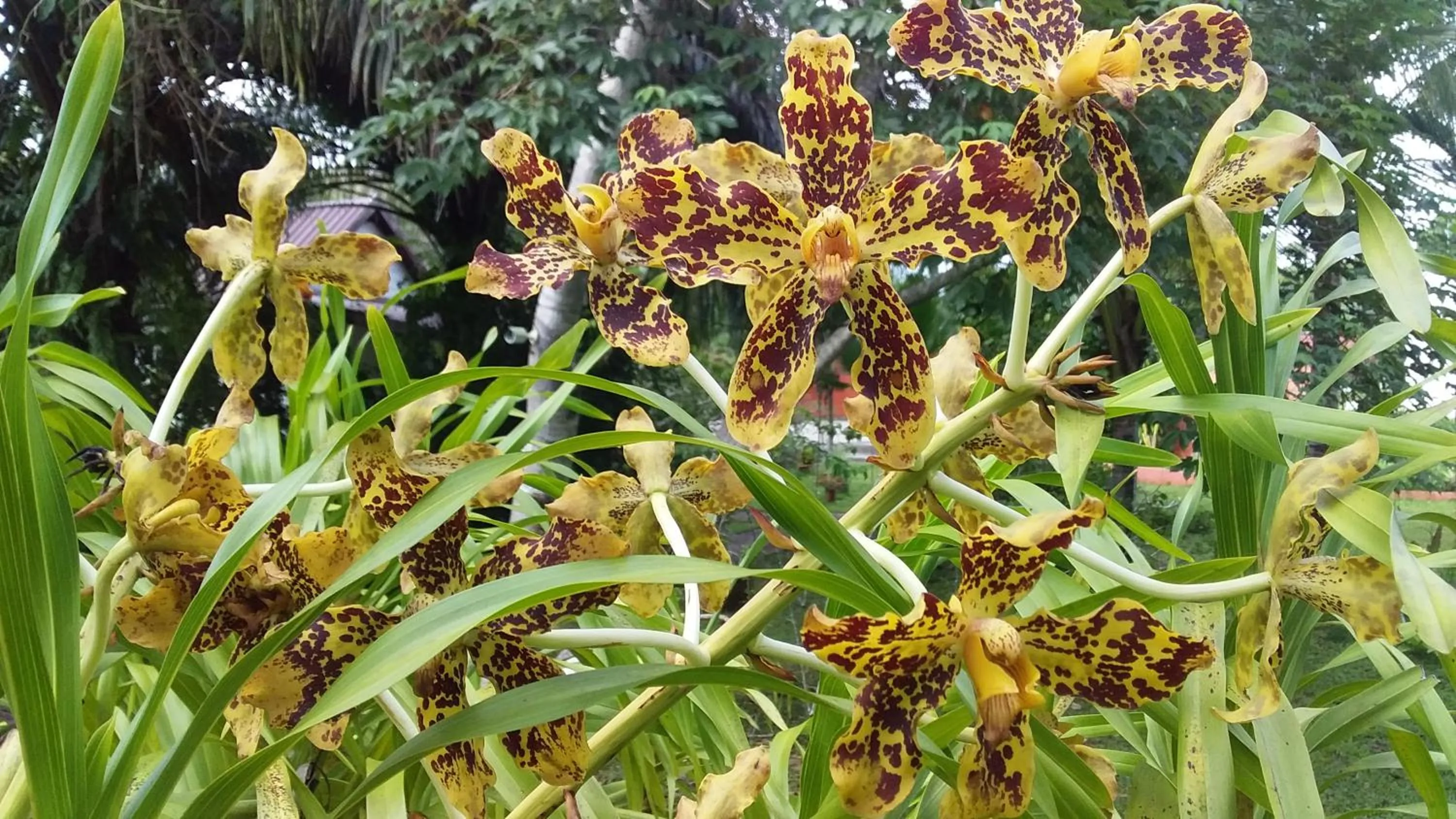 Beautiful Flower Resort