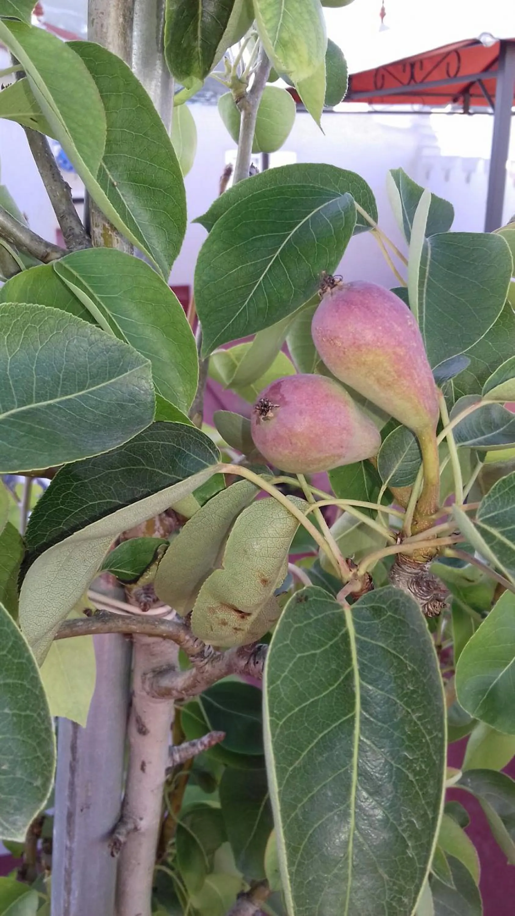 Balcony/Terrace in Riad EL Manantial,Dar Hajjaj,Patrimonio del SXIX