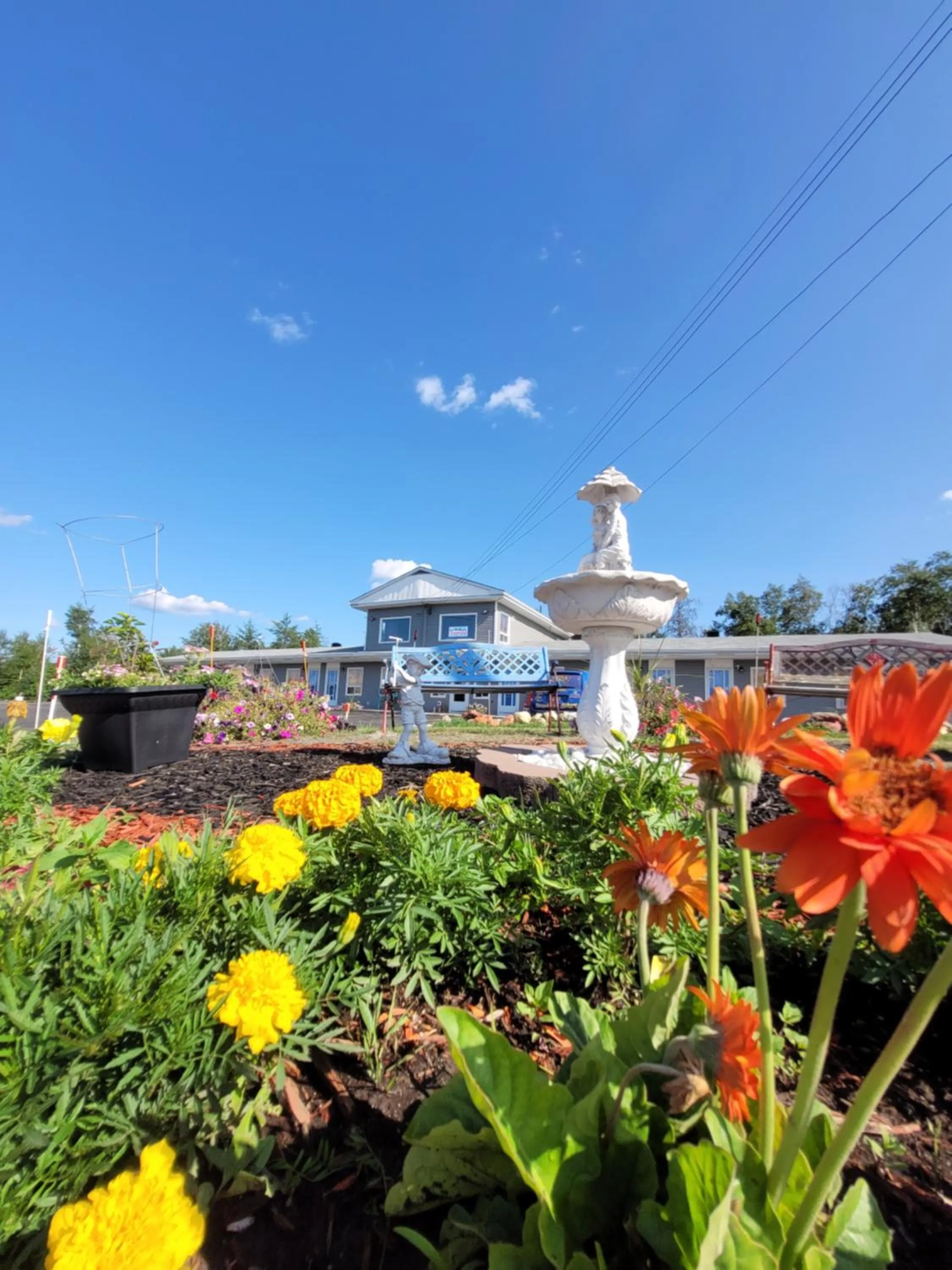 Garden in Norvic Motel