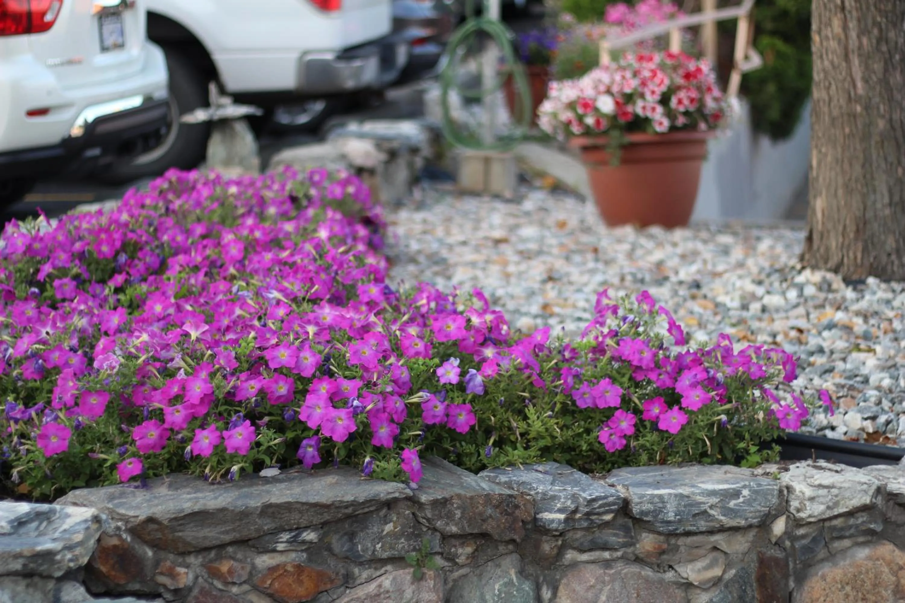 Garden in Best Budget Inn & Suites Kamloops