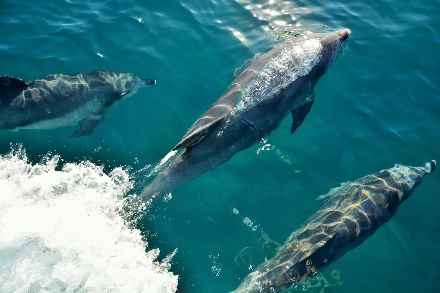 Fishing in Seahorse Inn Hotel & Villas