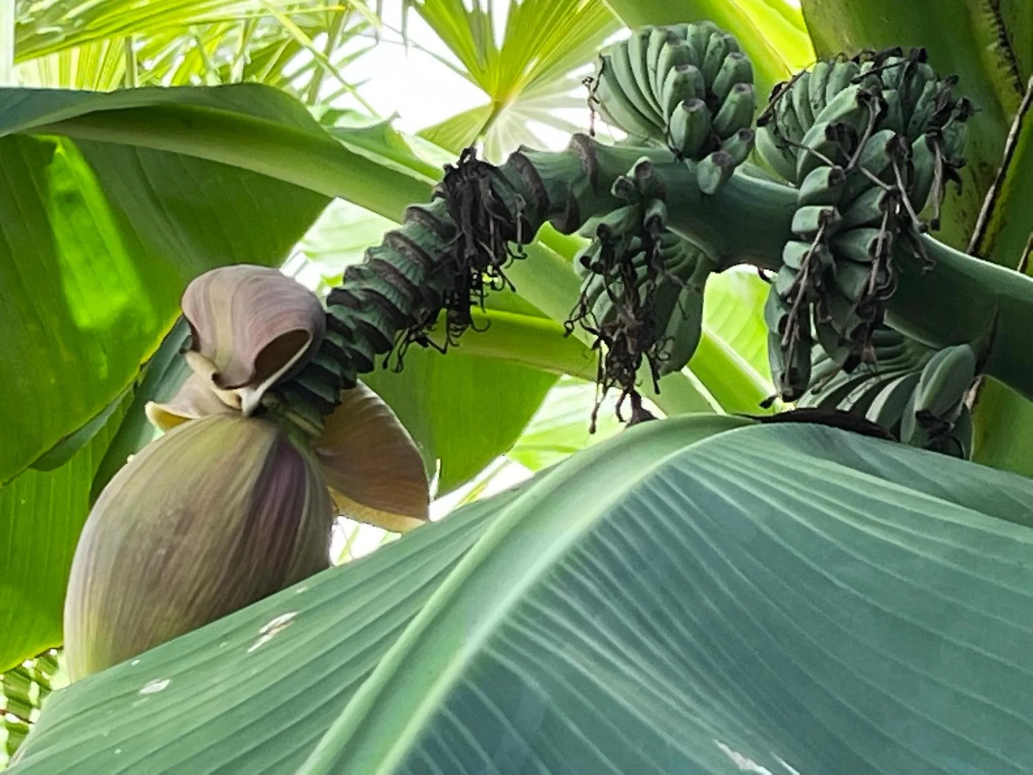 Garden in Residenz Royal