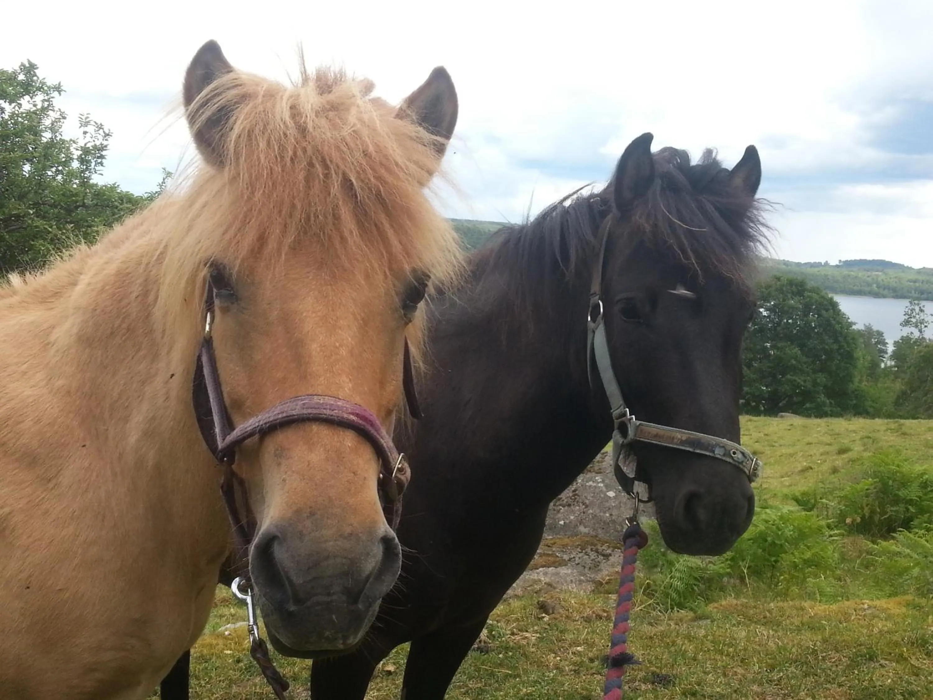 Animals in Vånga Hostel