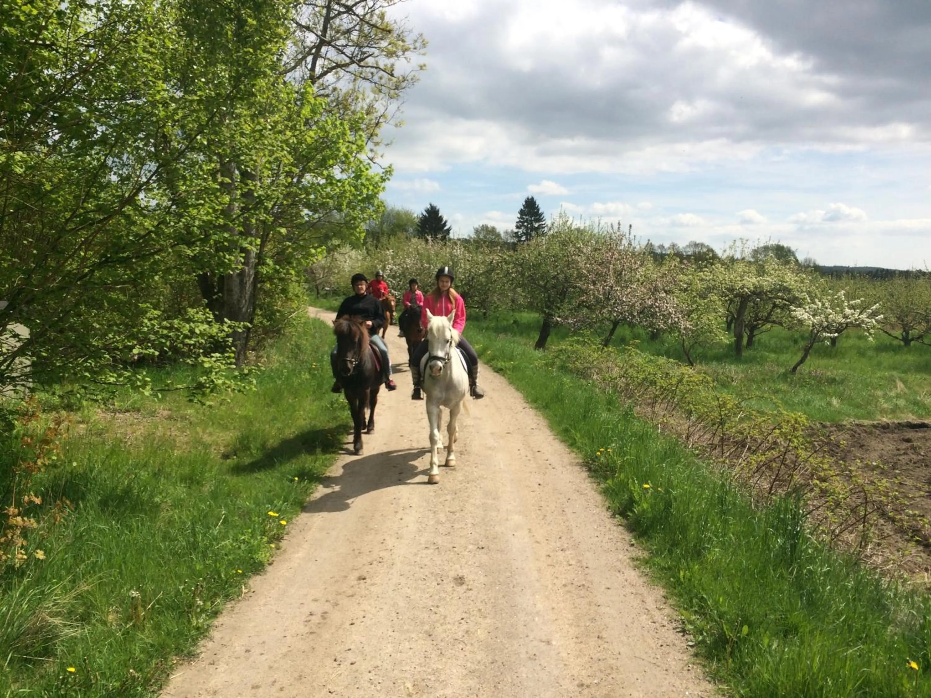 Horse-riding in Vånga Hostel