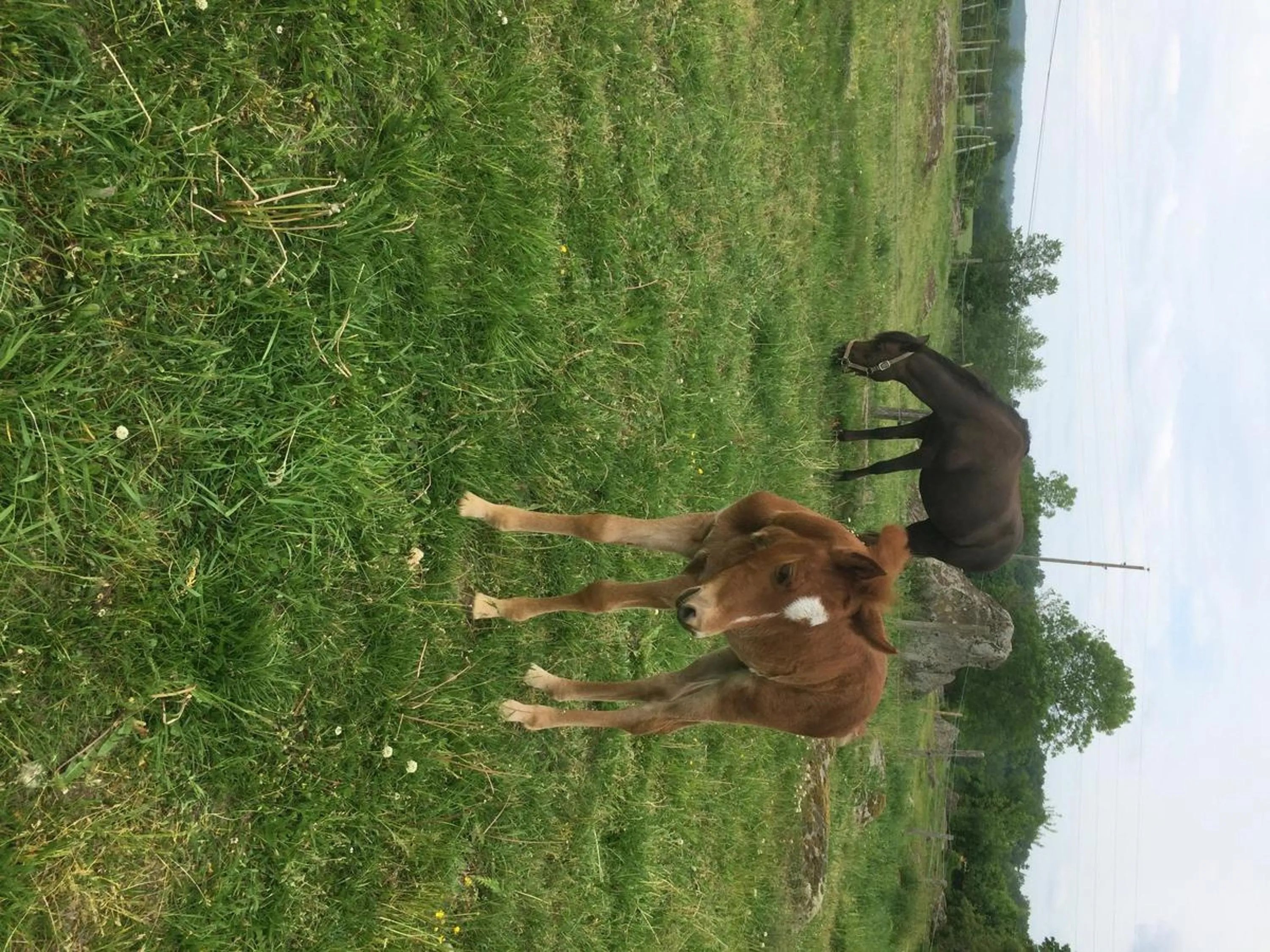Pets in Vånga Hostel
