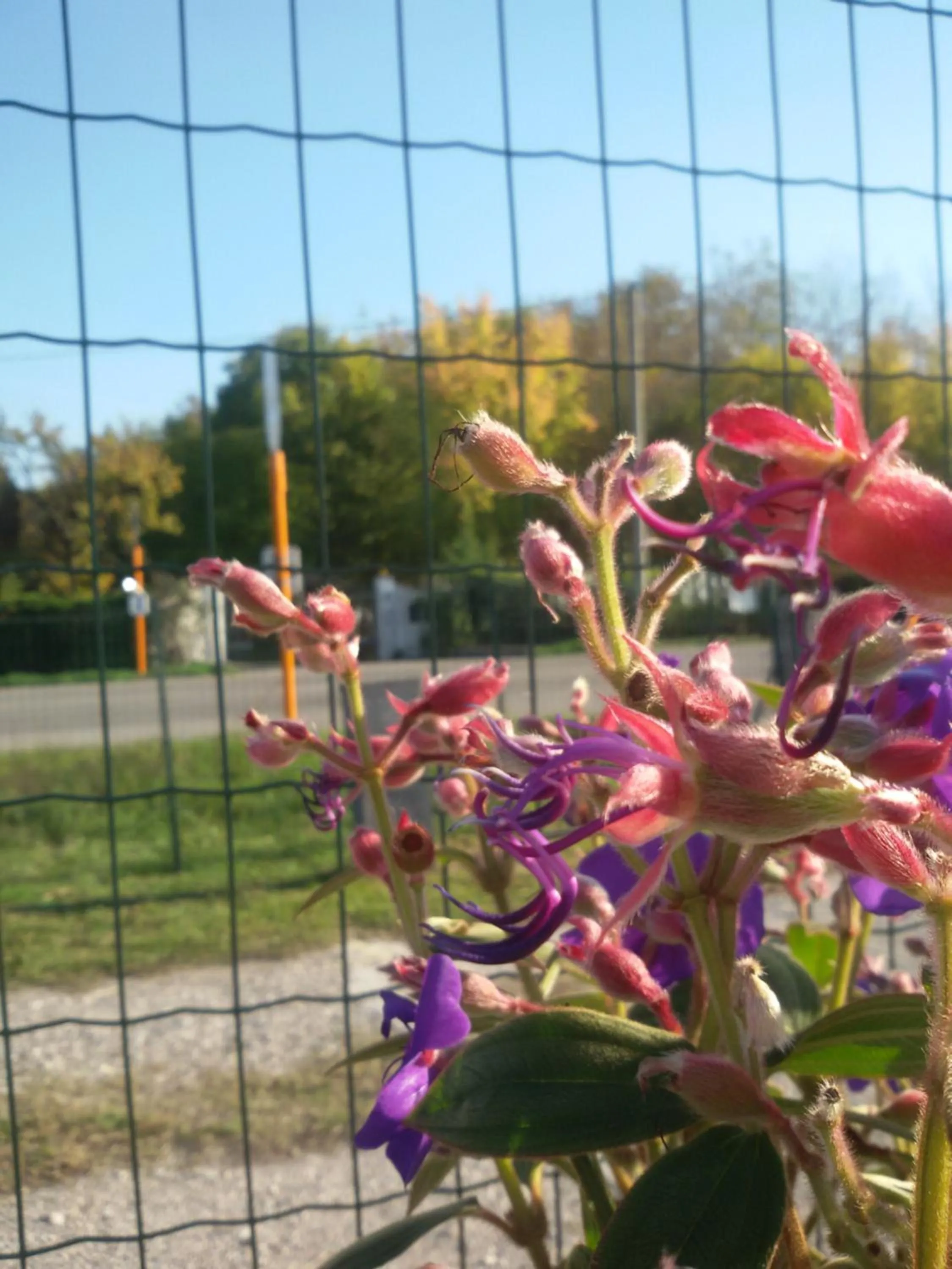 Street view in Zucchero sui Baffi- Food Lovers B&B