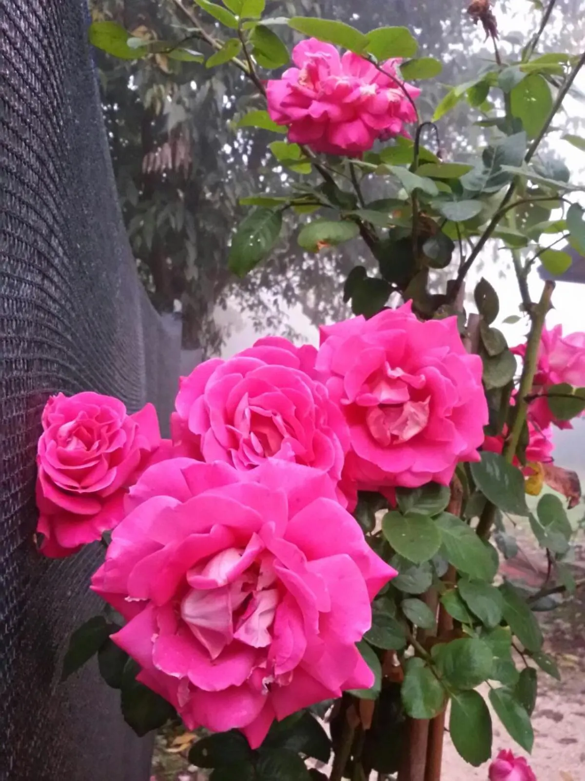 Zucchero sui Baffi- Food Lovers B&B