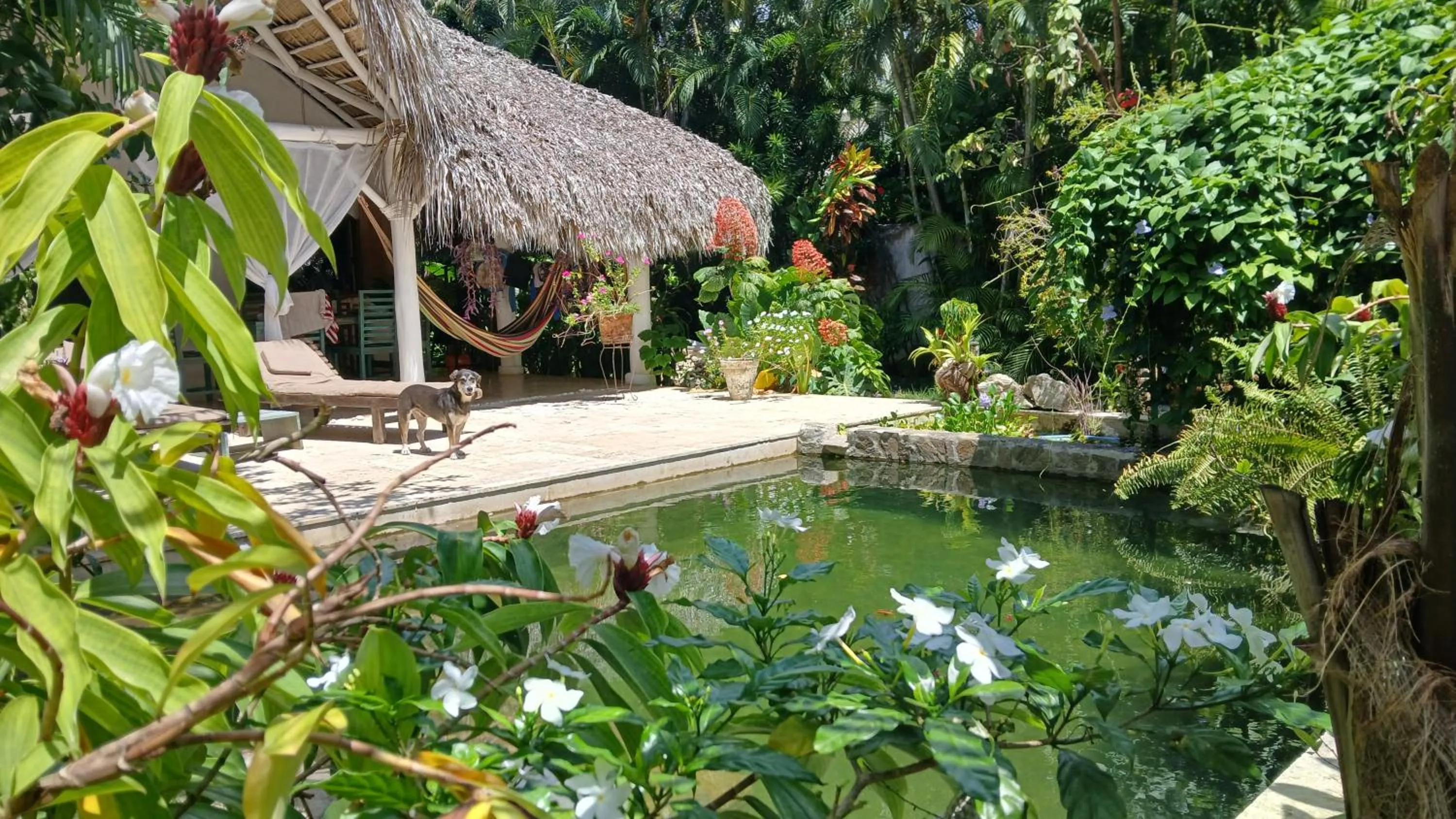 Pool view in Casa Picaflor B&B