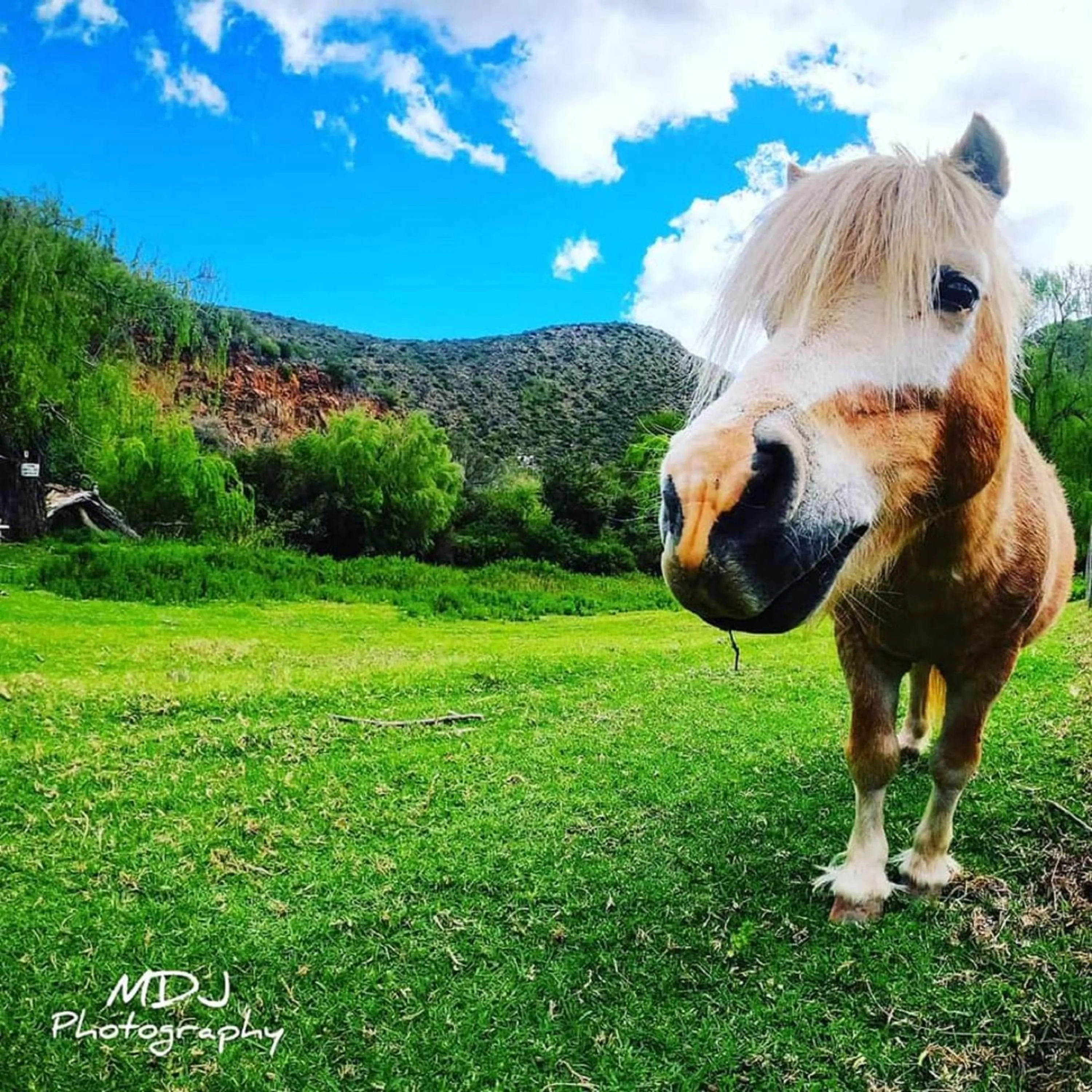 Day in Old Mill Lodge, Seasonal Working Ostrich Farm & Restaurant, Oudtshoorn