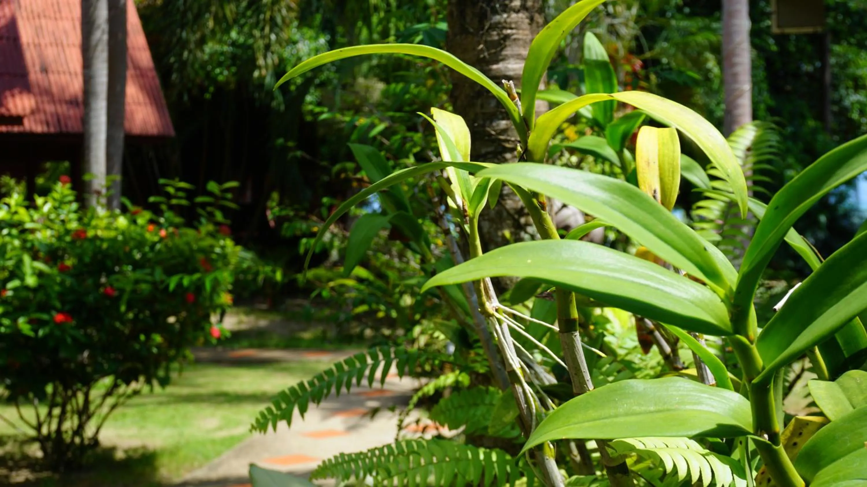 Garden view in Morning Star Resort
