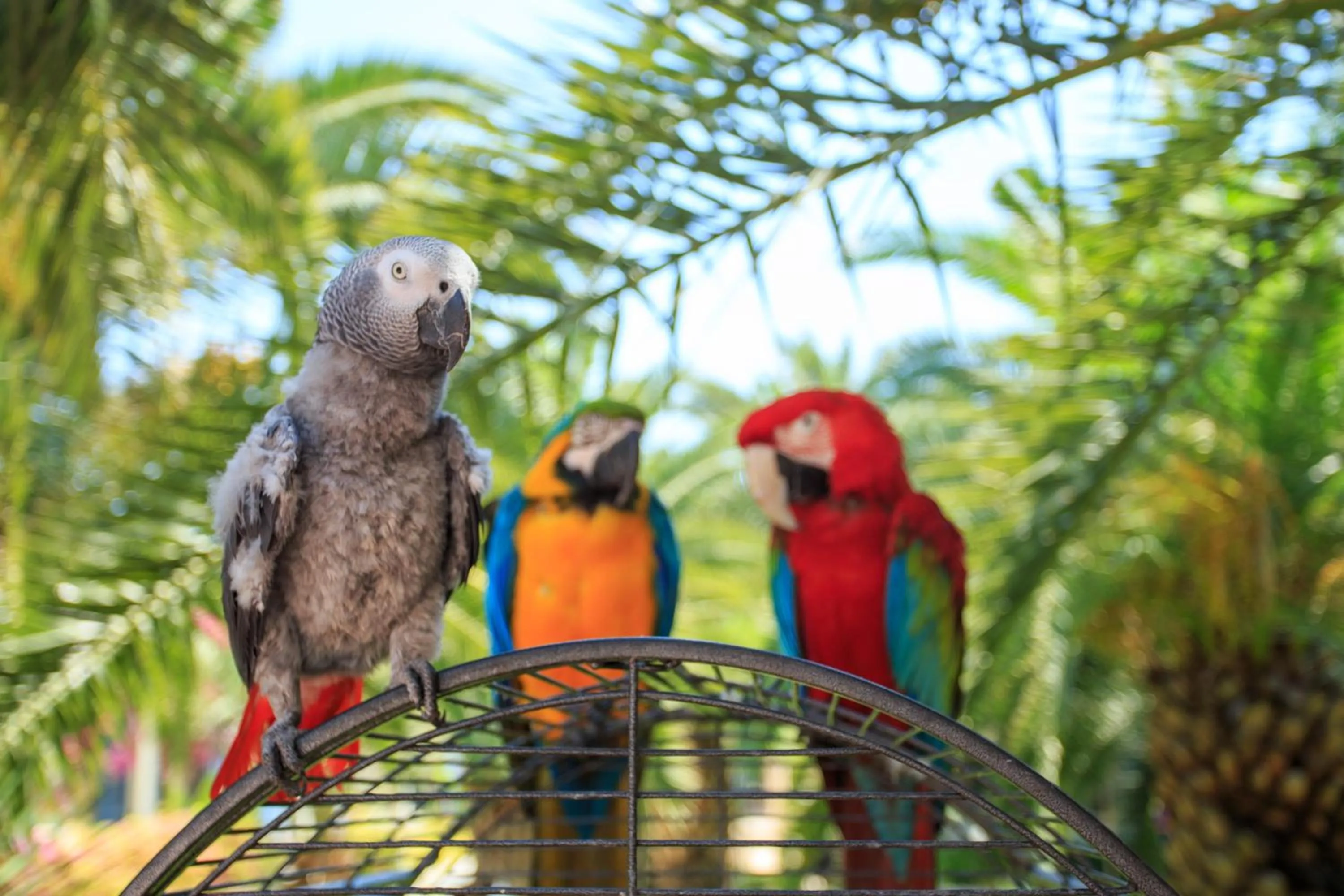 Pets in Flamingo Hotel & Spa - Pet Friendly