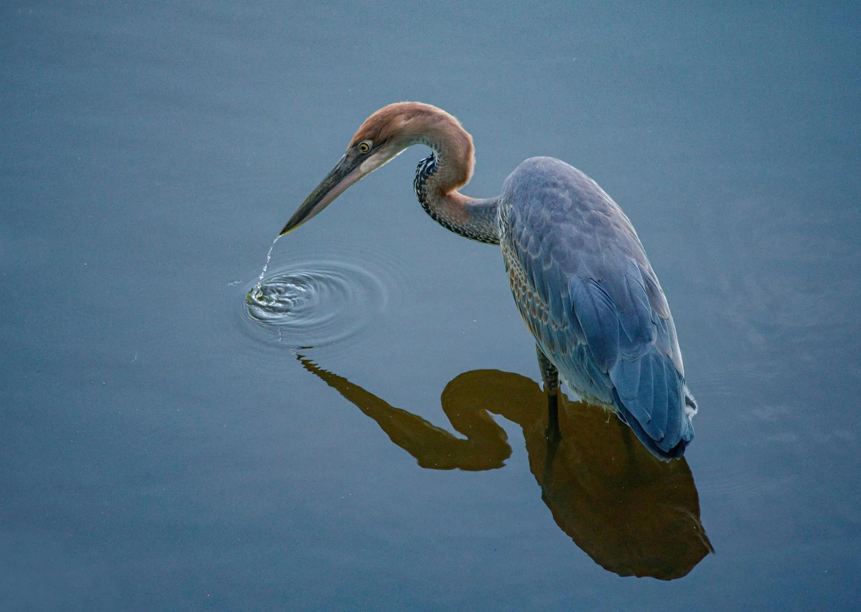 Animals in Zimbali Lodge by Dream Resorts