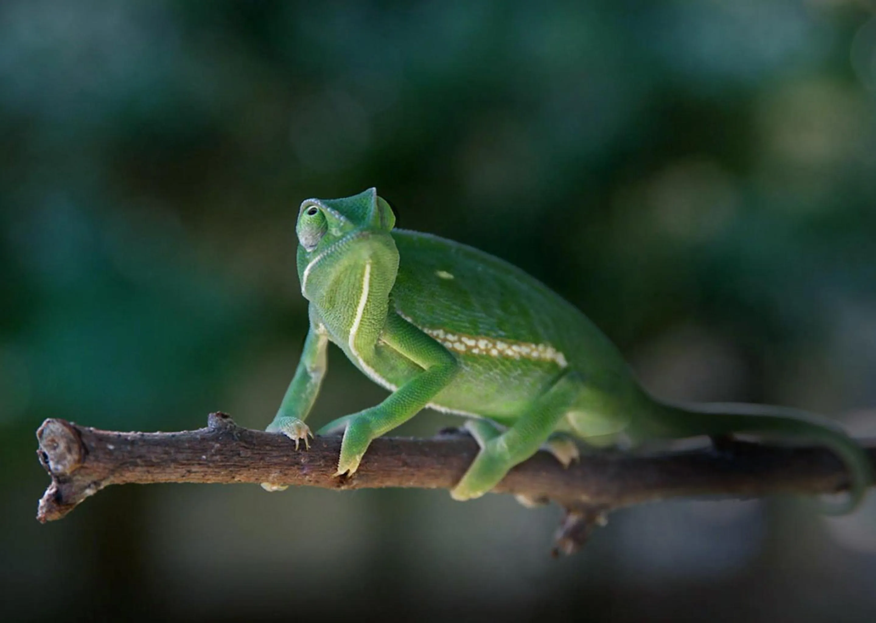 Day in Zimbali Lodge by Dream Resorts