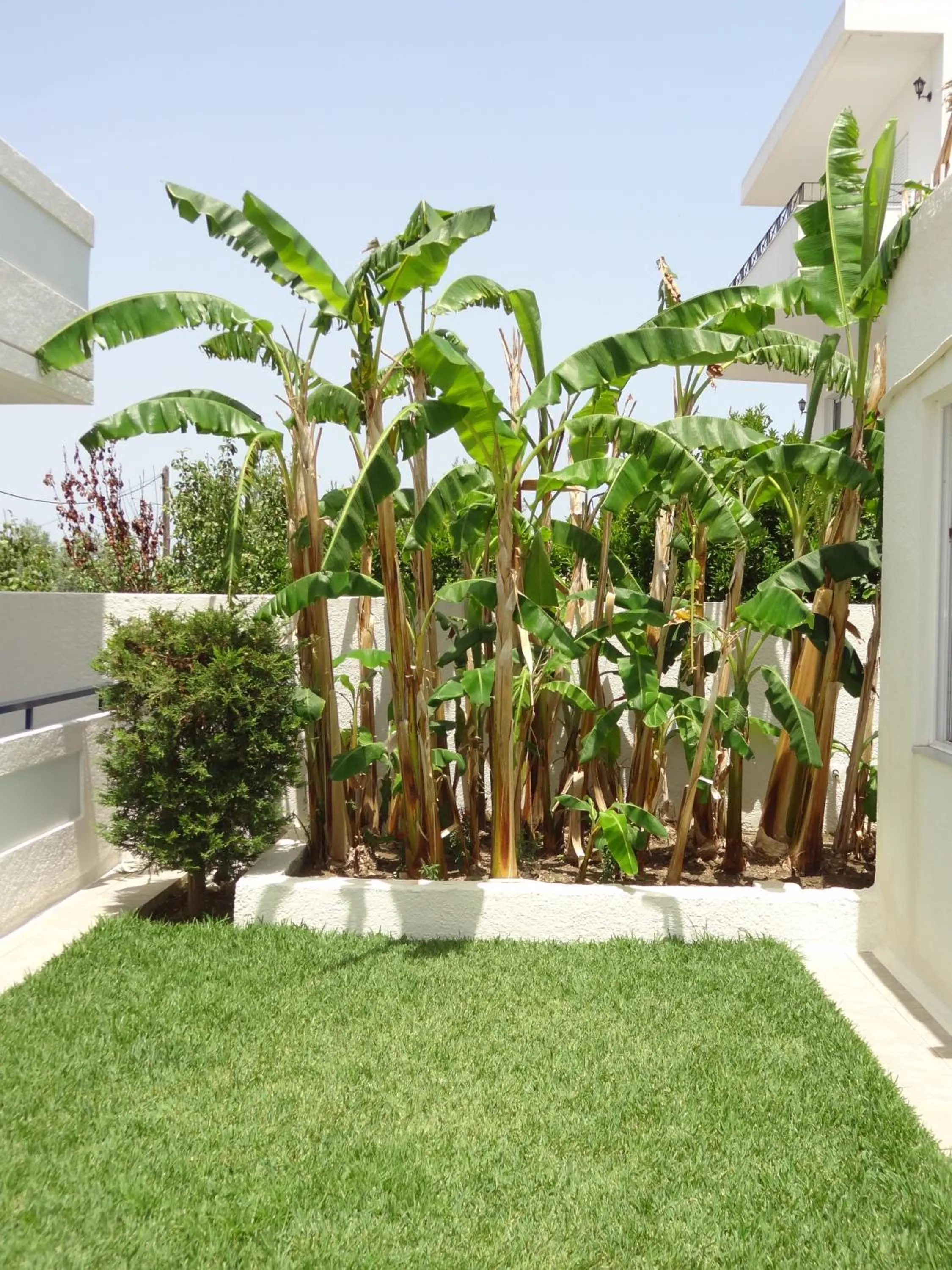 Garden in Michalis Studios & Apartments