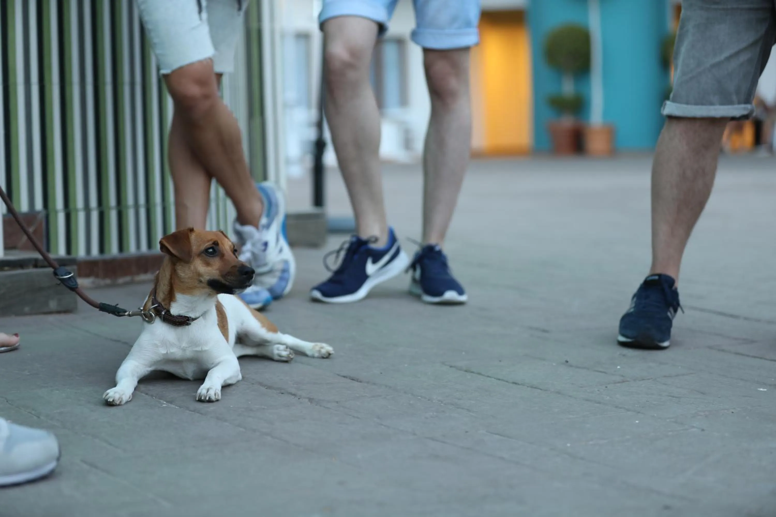 Pets in Hotel Ritual Torremolinos- Adults Only