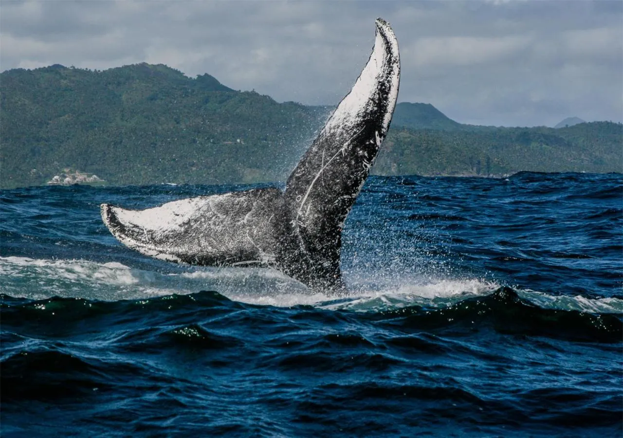 Off site in Paradiso del Caribe