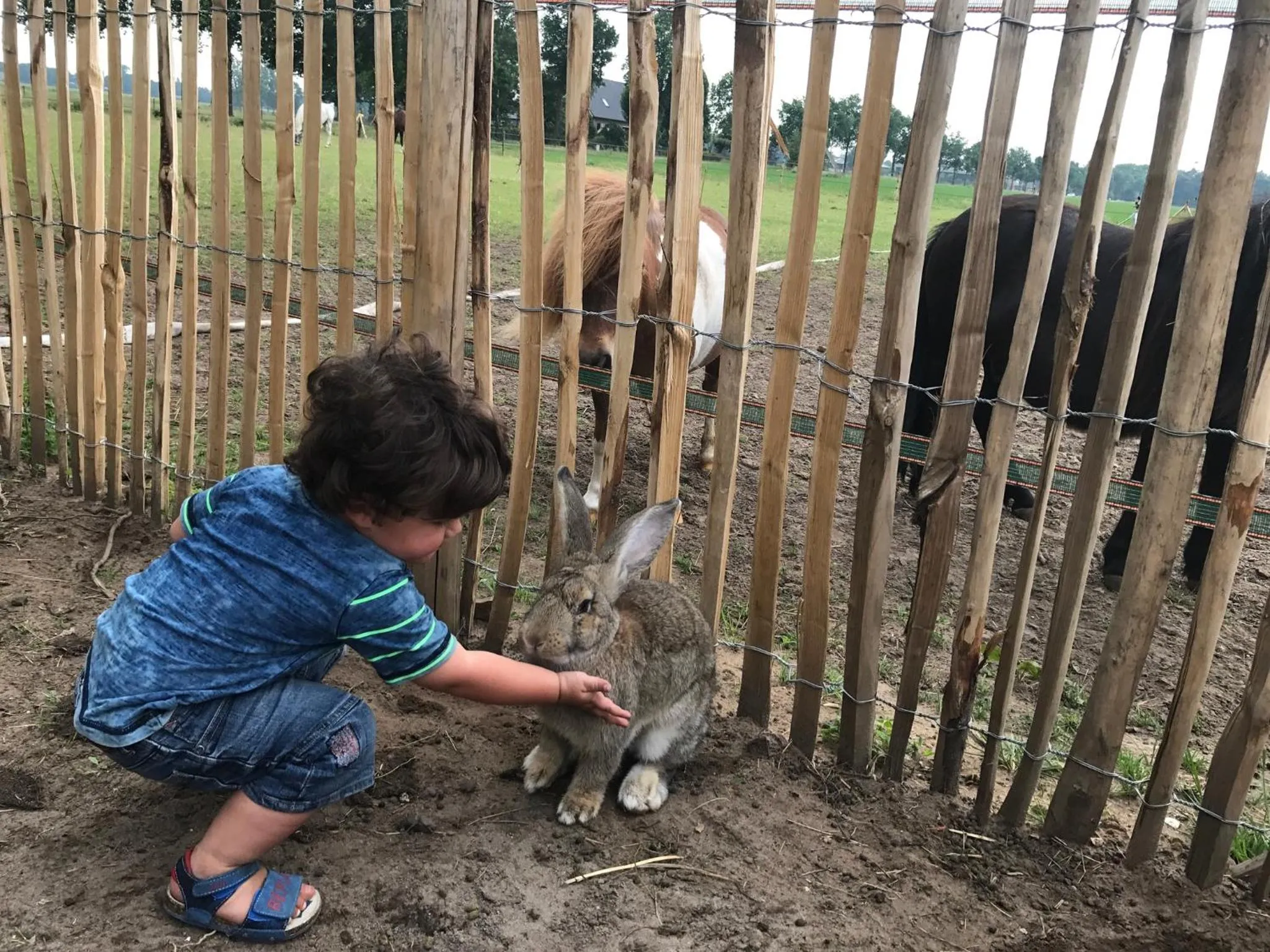 Pets in Bed & Breakfast de Zandhoef