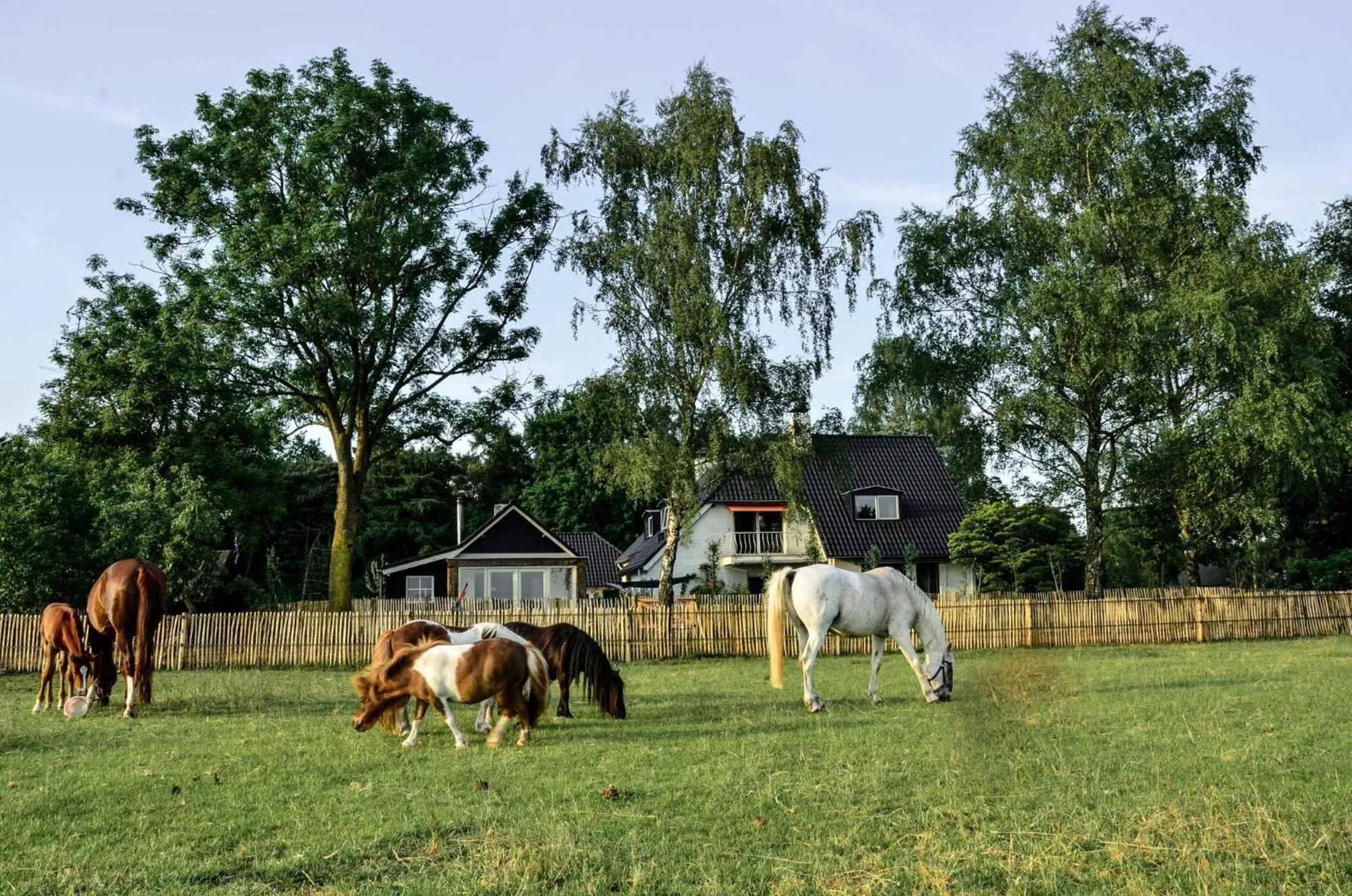 Bed & Breakfast de Zandhoef