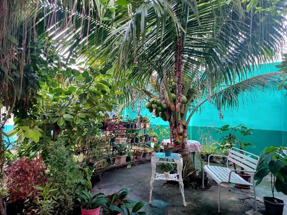 Garden view in Pete's inn