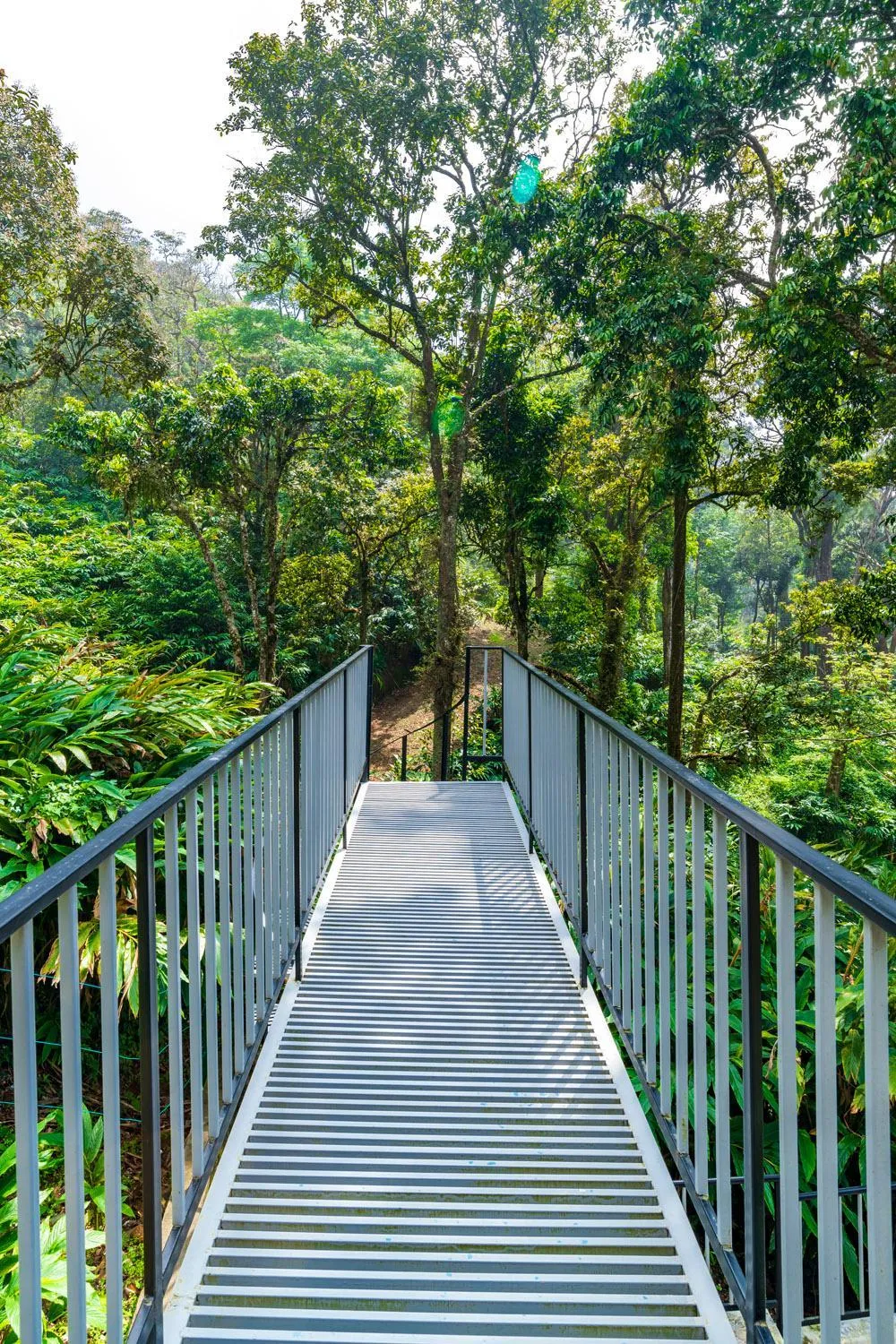 Natural landscape in The Tall Trees