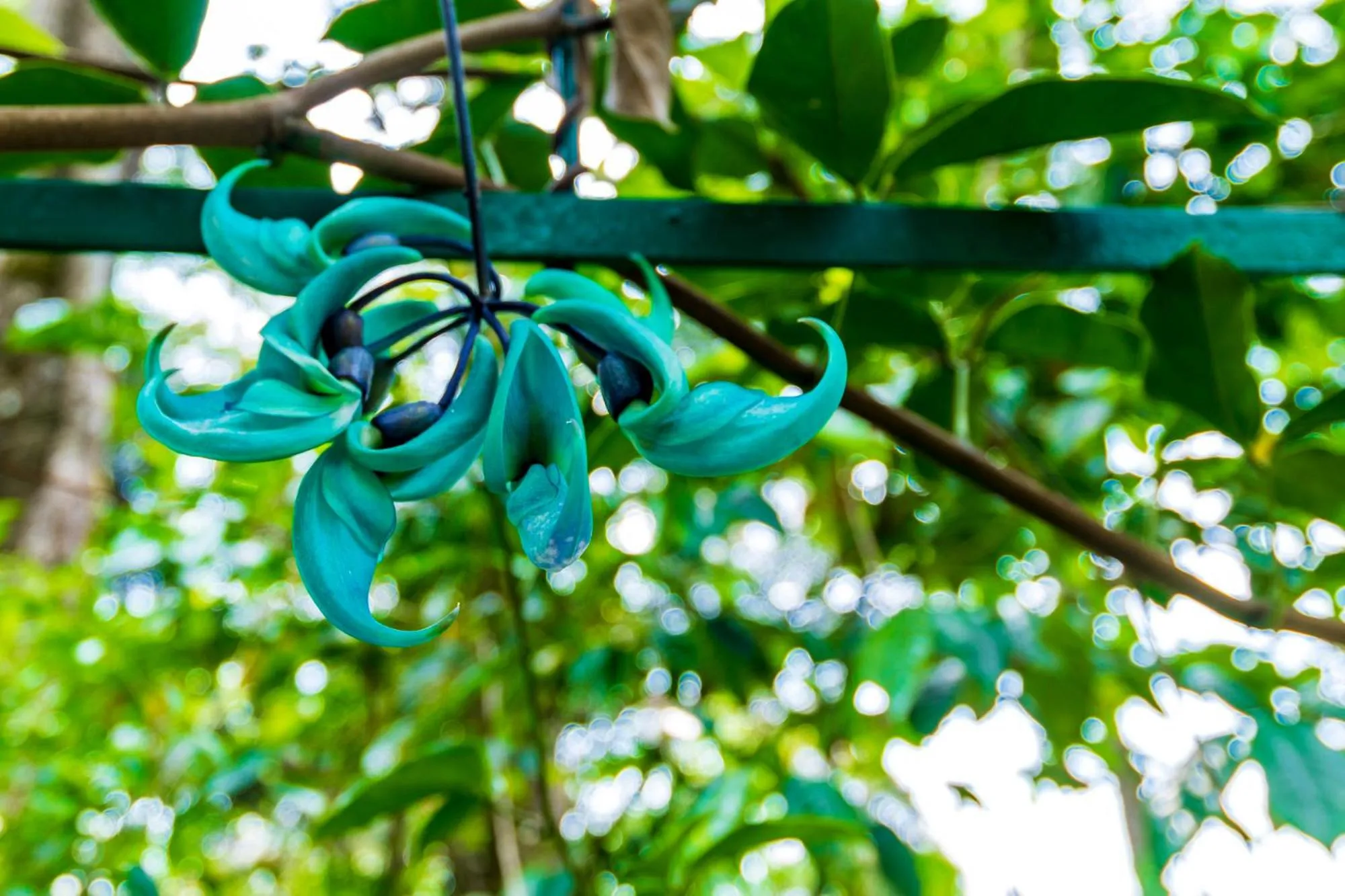 Natural landscape in The Tall Trees