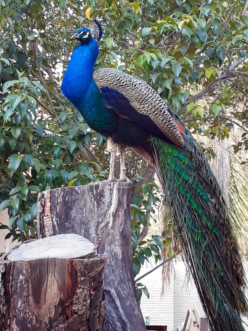 Safari Hotel & Convention Centre