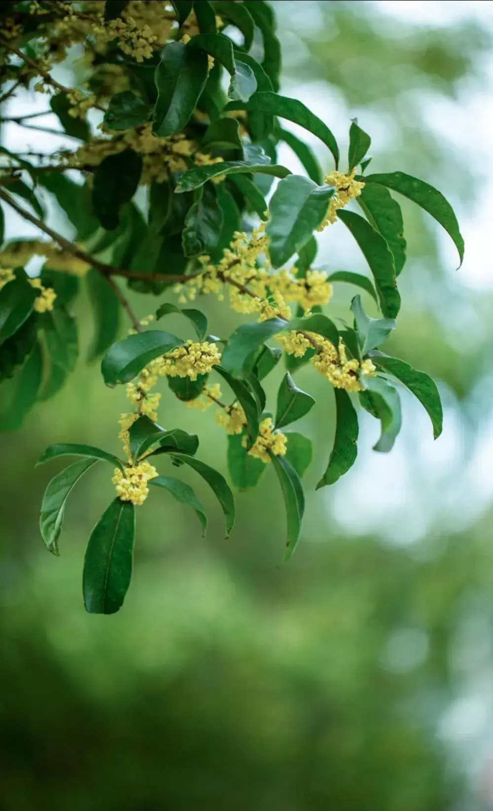 Garden view in Crowne Plaza Zhengzhou by IHG Garden view in Crowne Plaza Zhengzhou by IHG