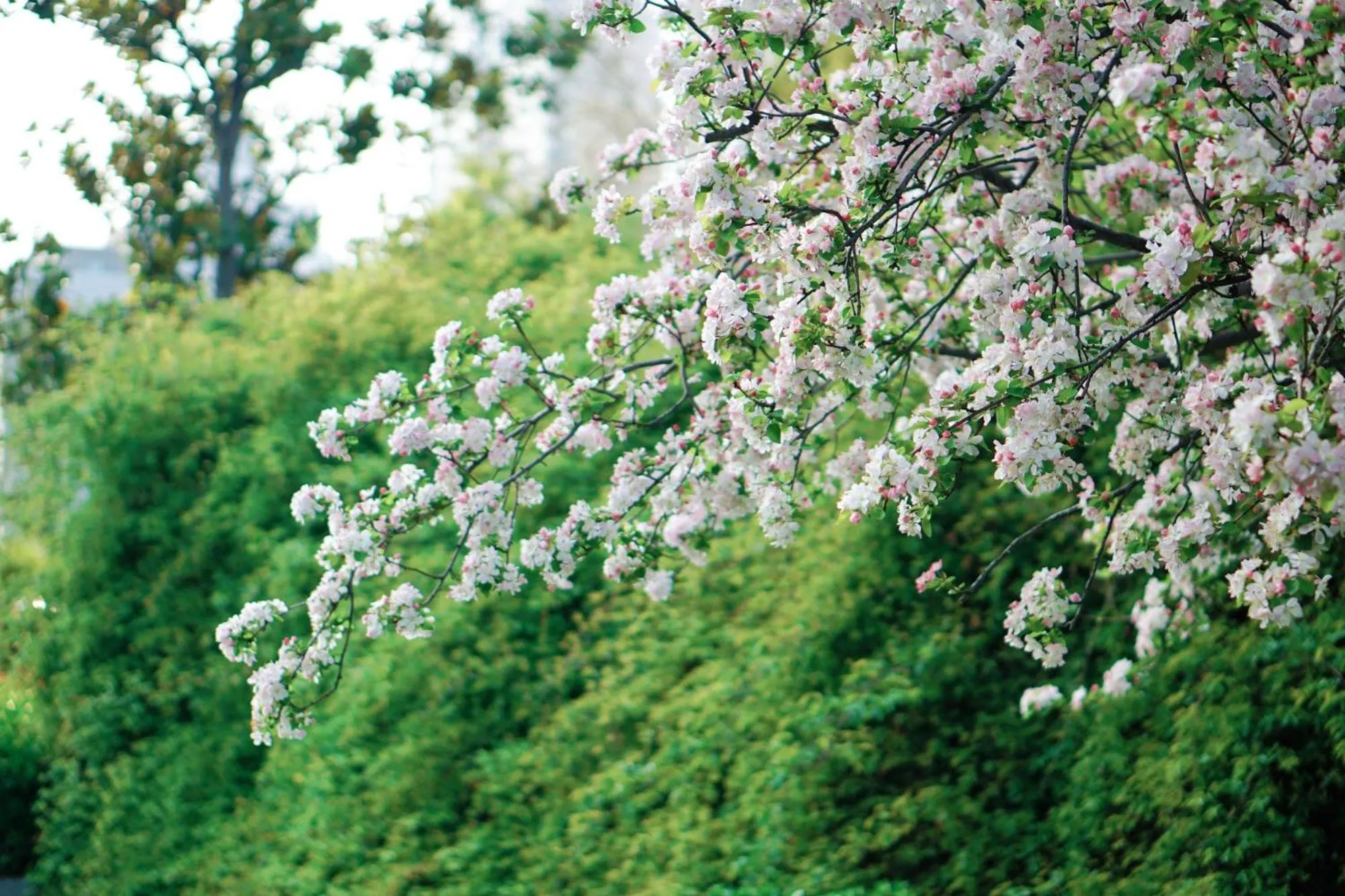 Garden view in Holiday Inn Zhengzhou Zhongzhou by IHG