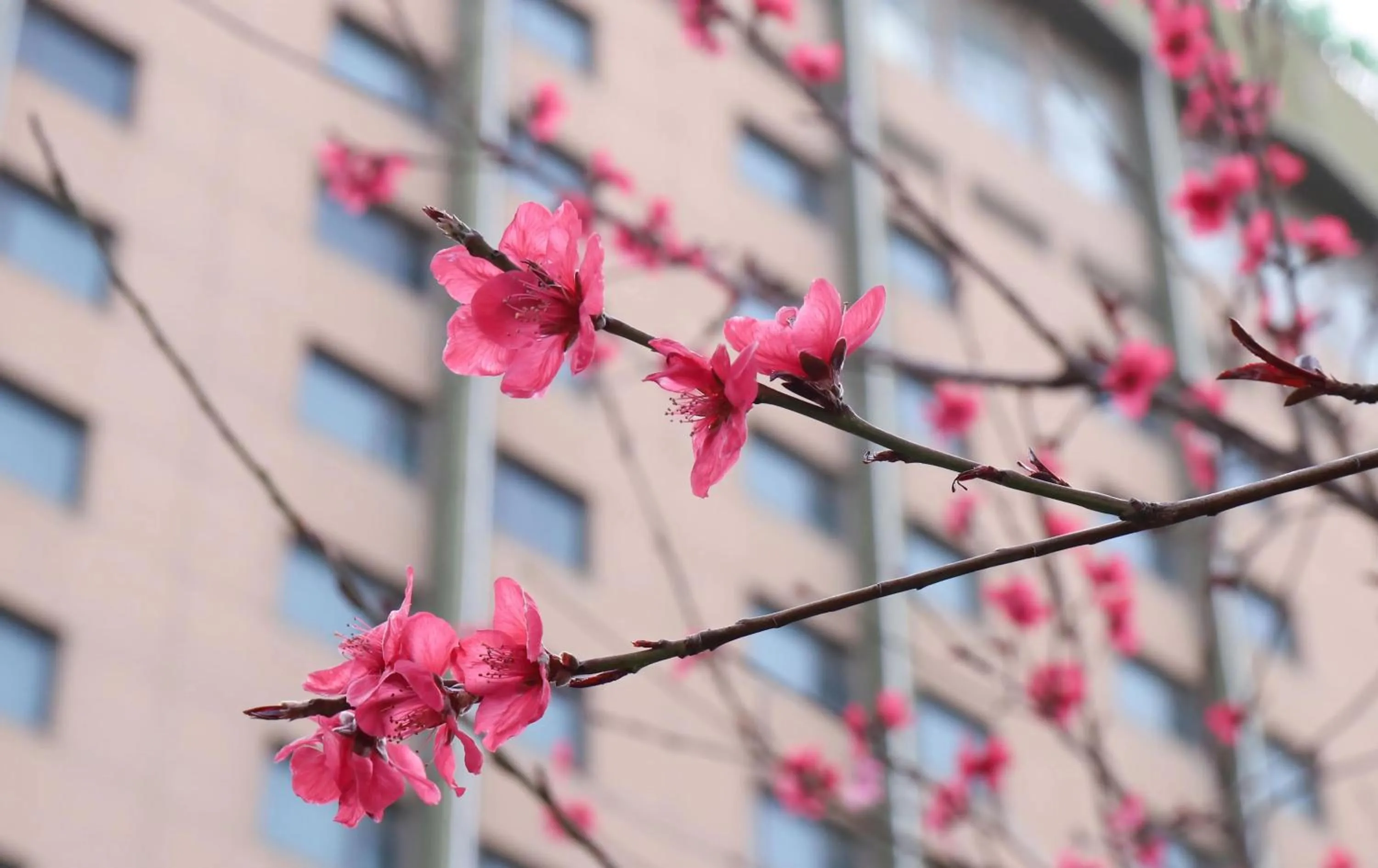 Garden view in Holiday Inn Express Zhengzhou Zhongzhou by IHG