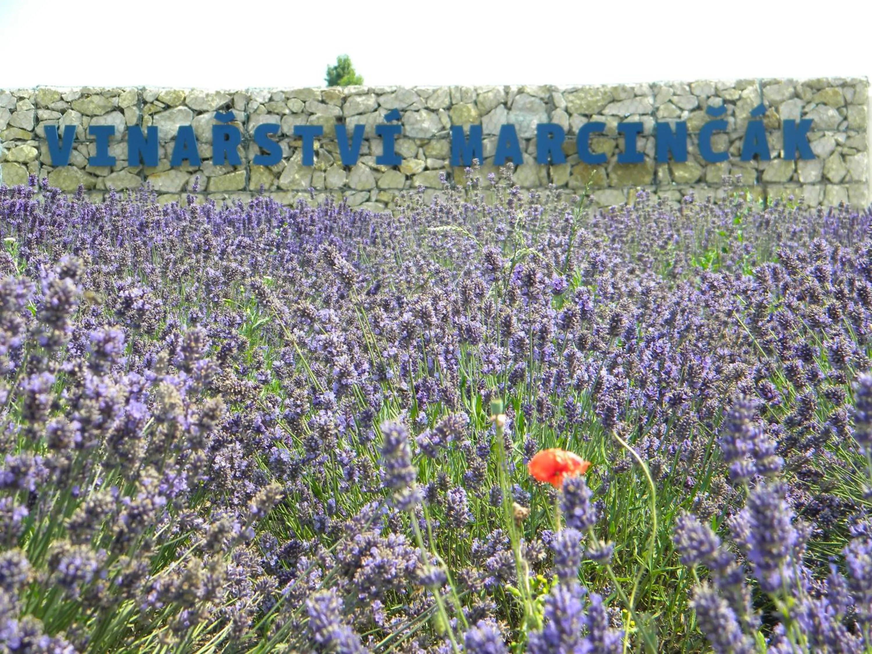 Nearby landmark in Hotel Marcincak***