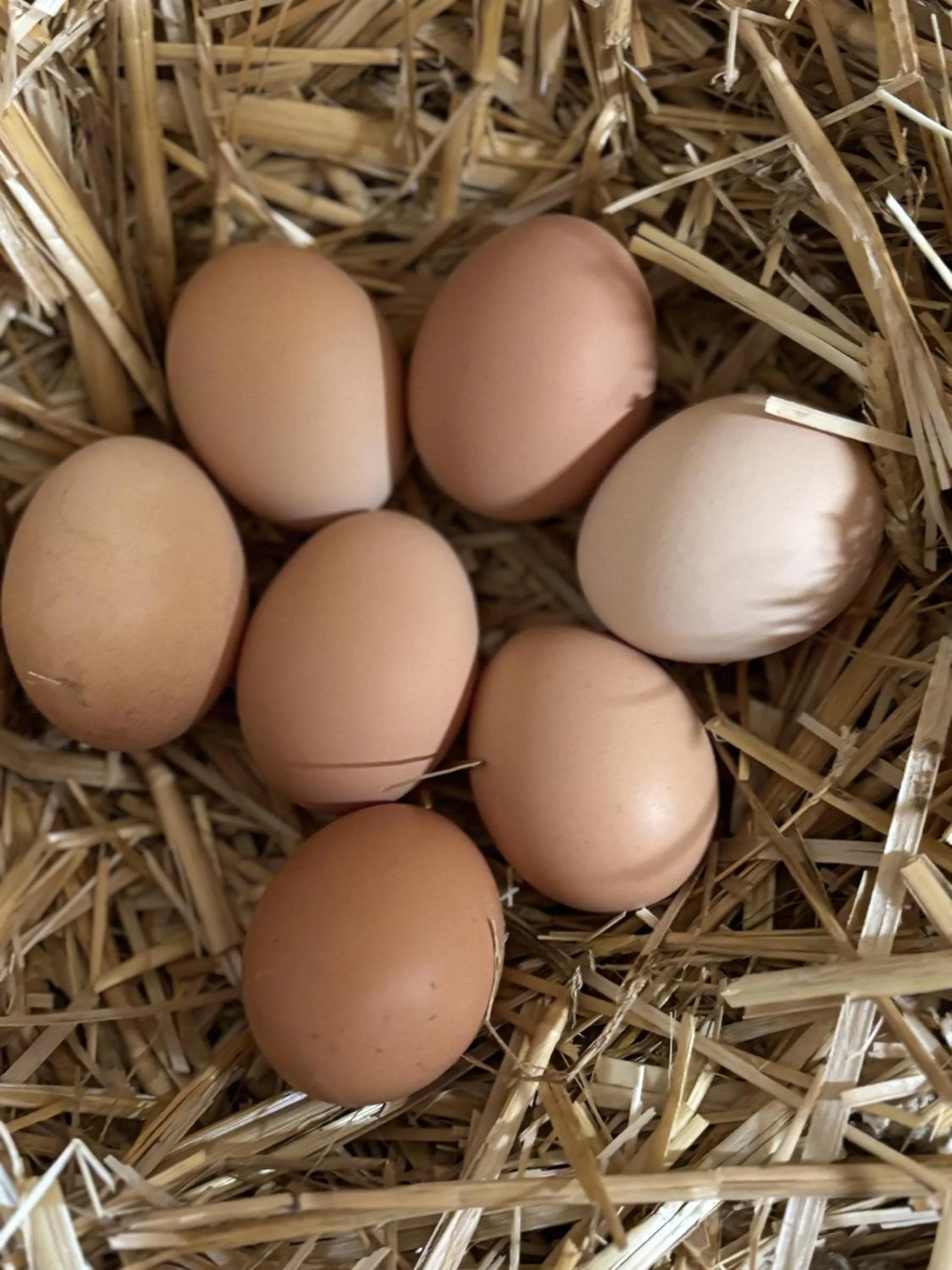 Guests in Hotel Marcincak***