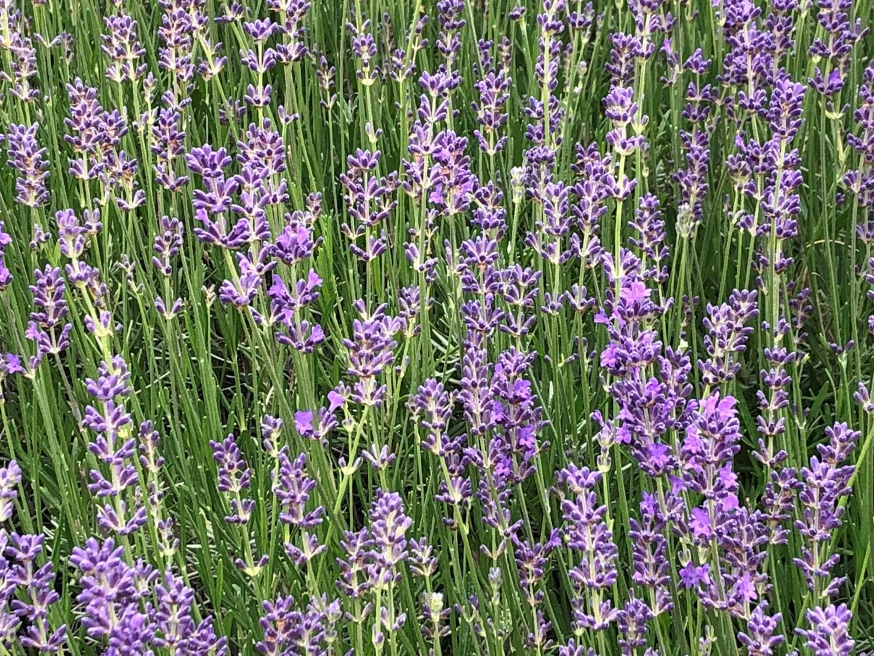Garden in Hotel Marcincak***