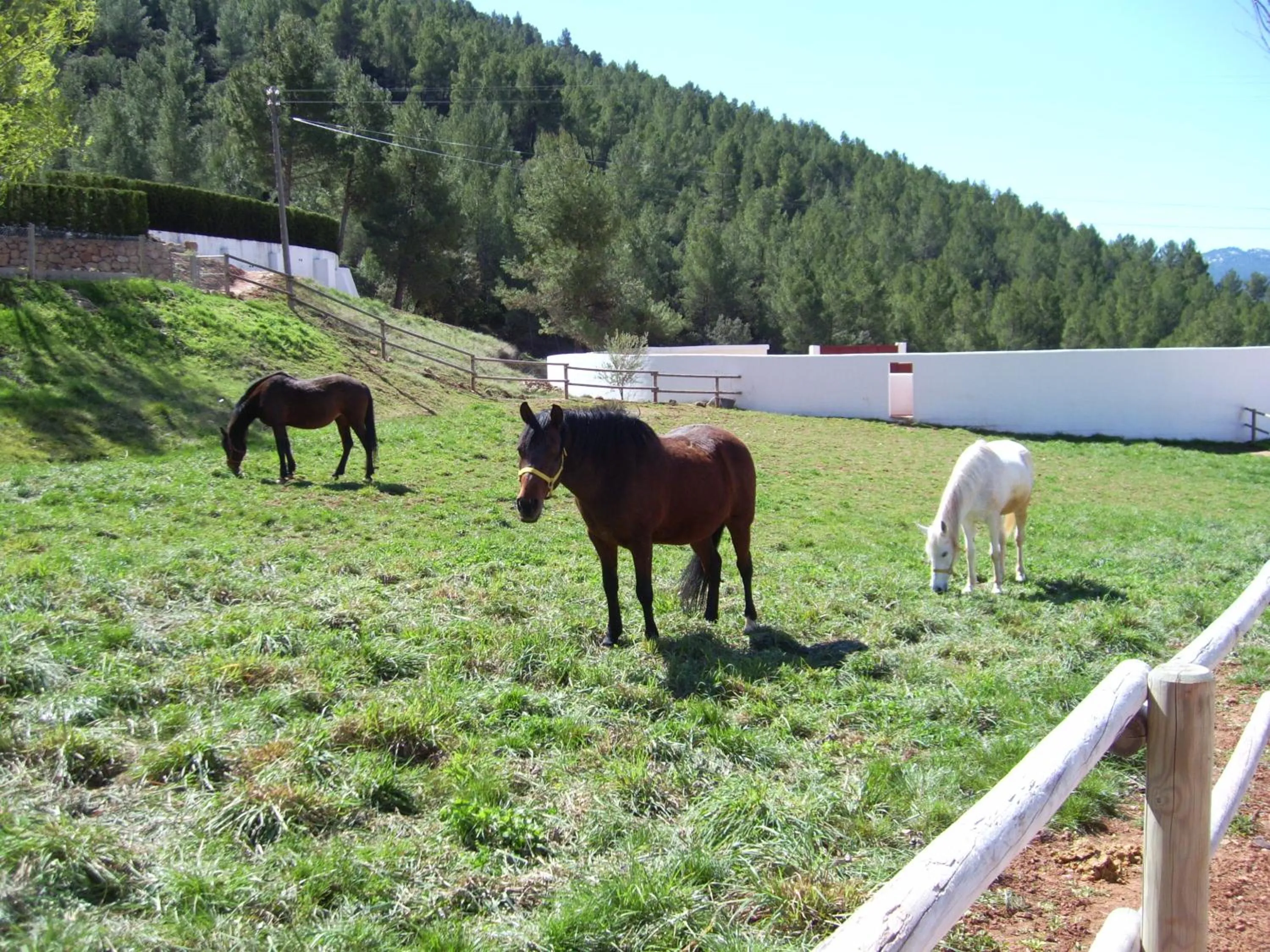 Animals in Hospedium Hotel Val de Pinares
