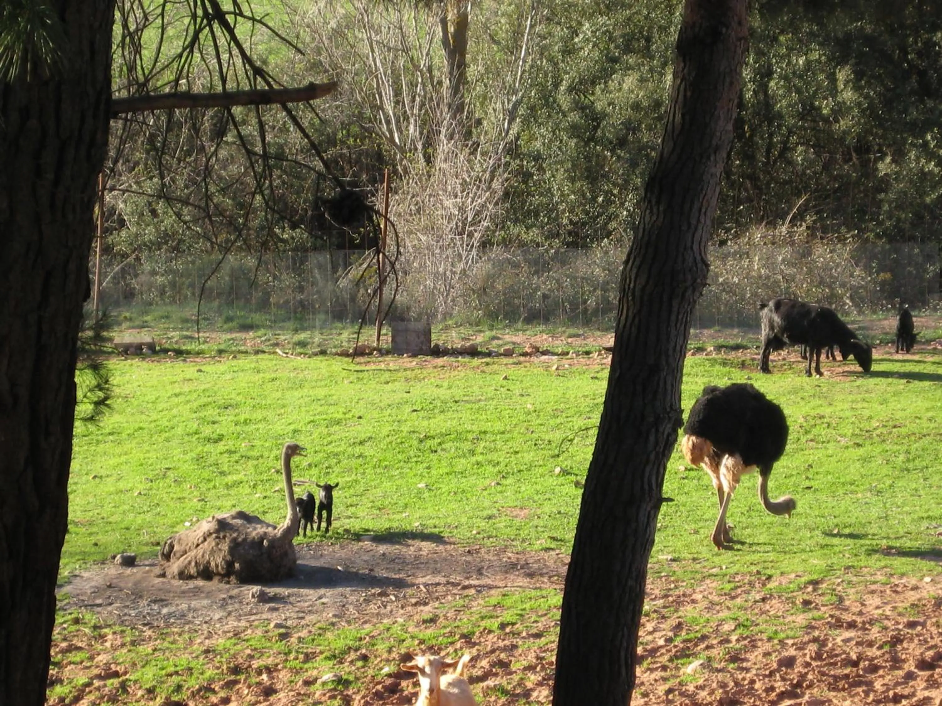 Animals in Hospedium Hotel Val de Pinares