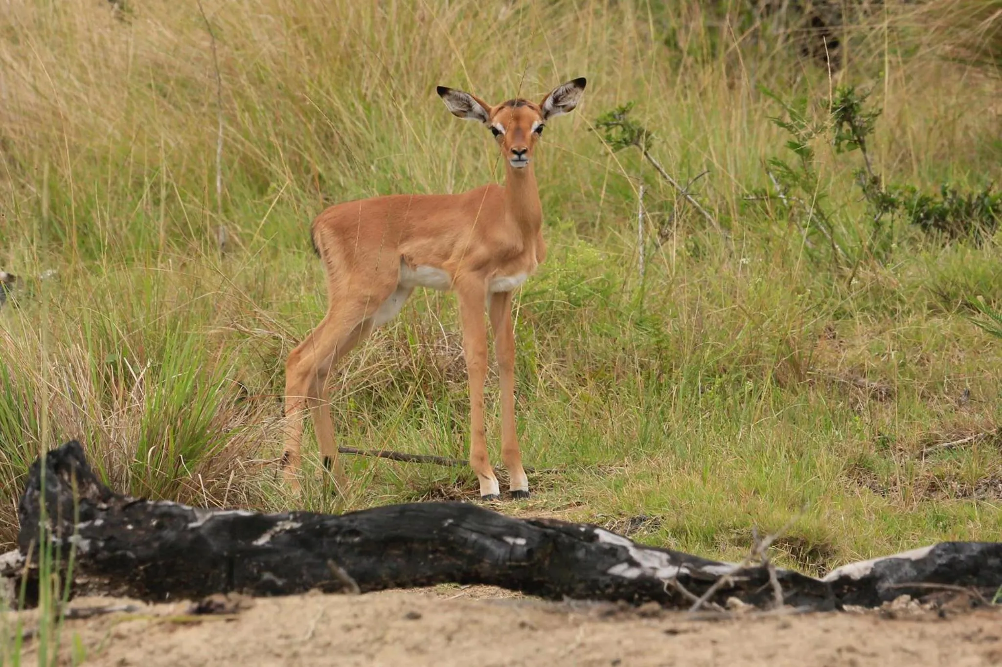 Animals in Horseshoe Game Reserve