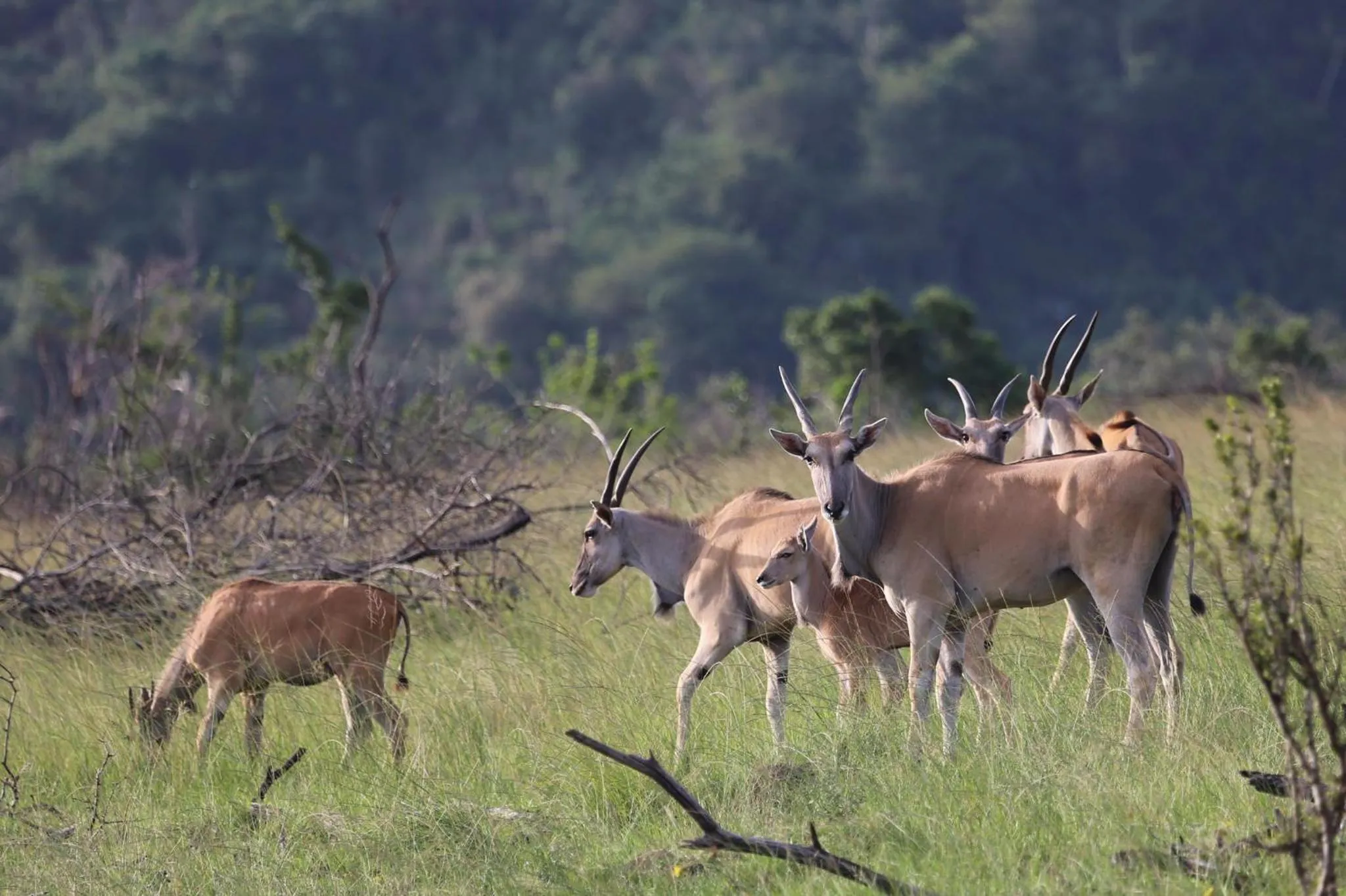 Animals in Horseshoe Game Reserve