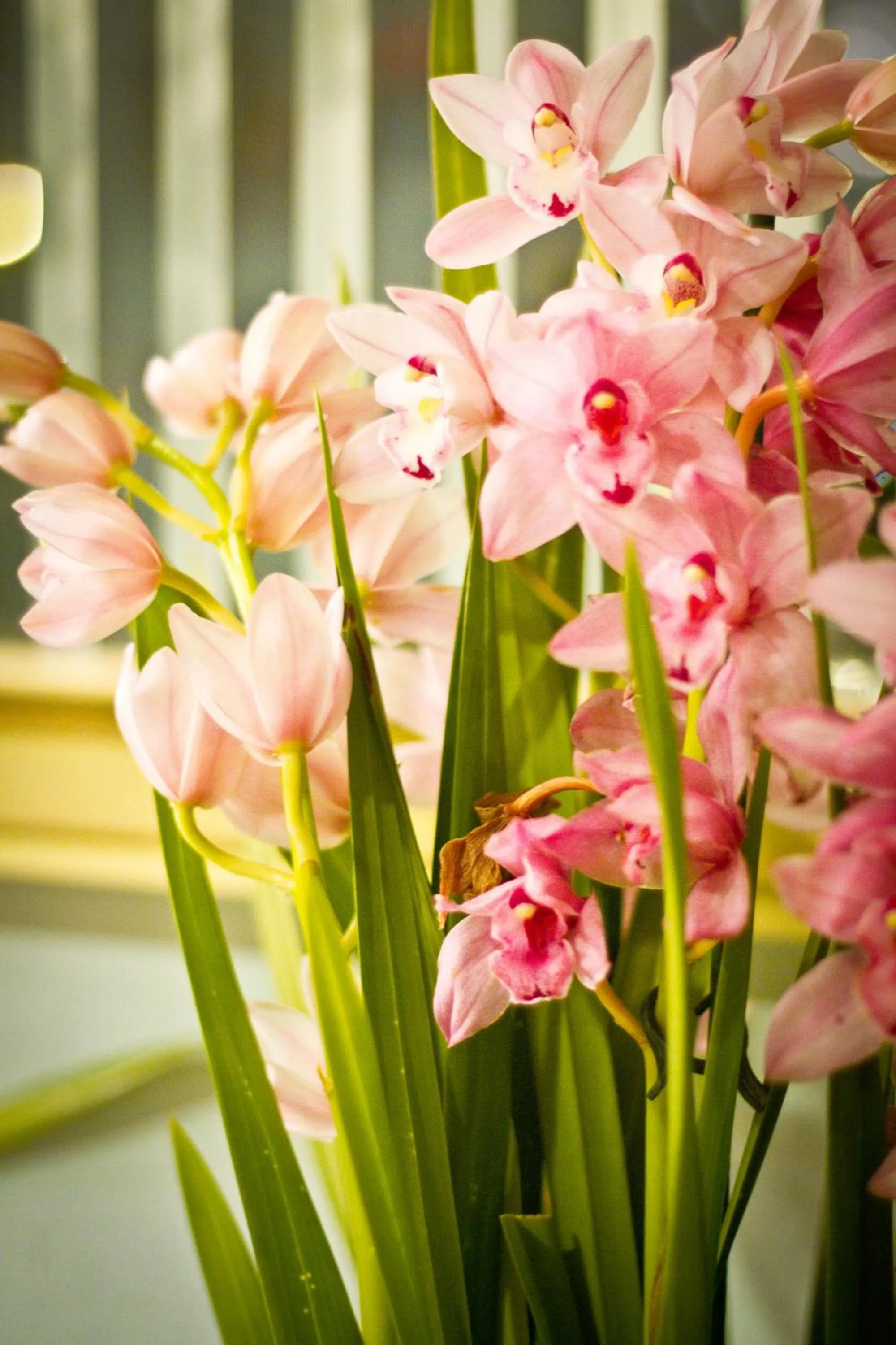 Decorative detail in Albergo La Primula
