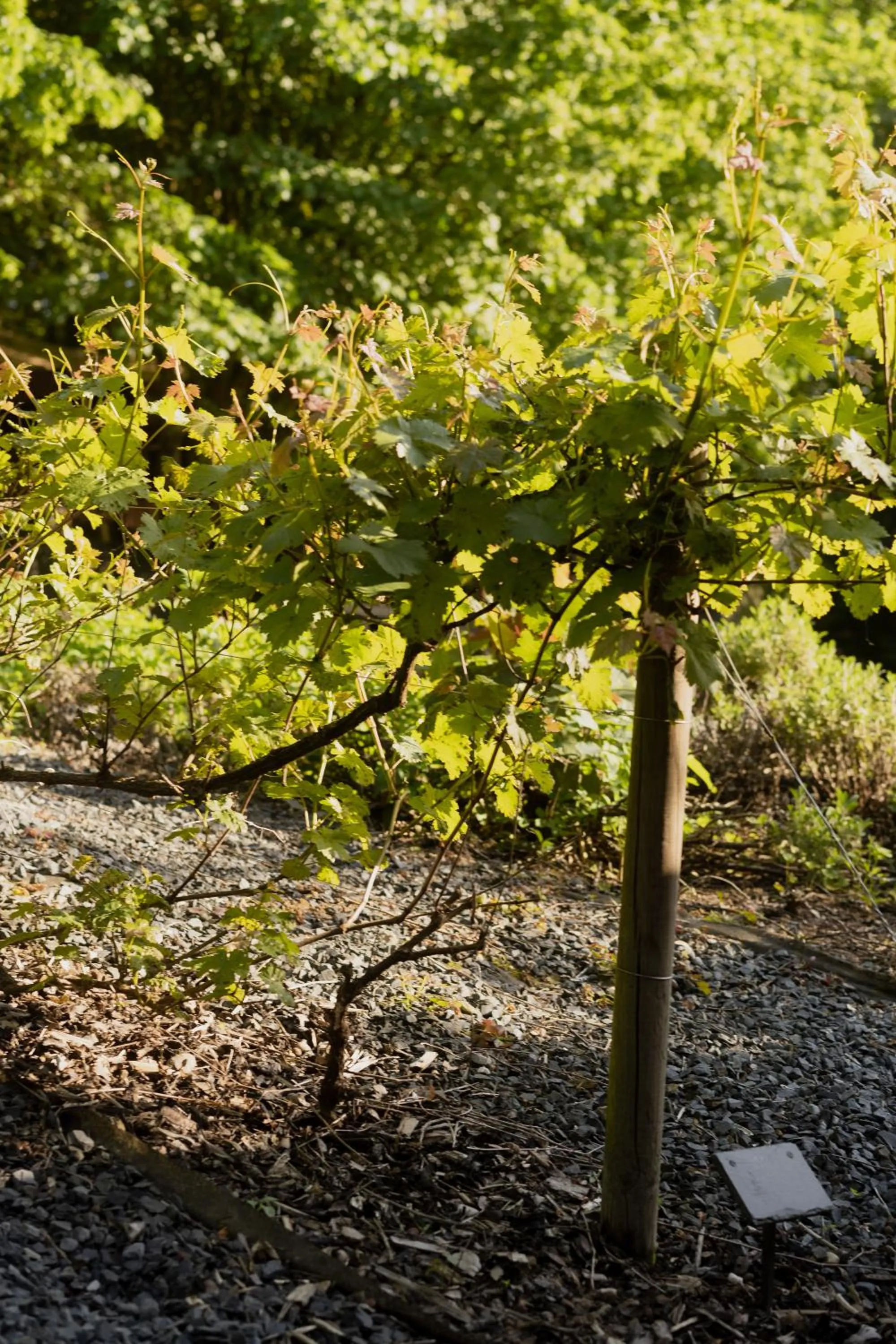Restaurant/places to eat in Hostellerie du Grünewald