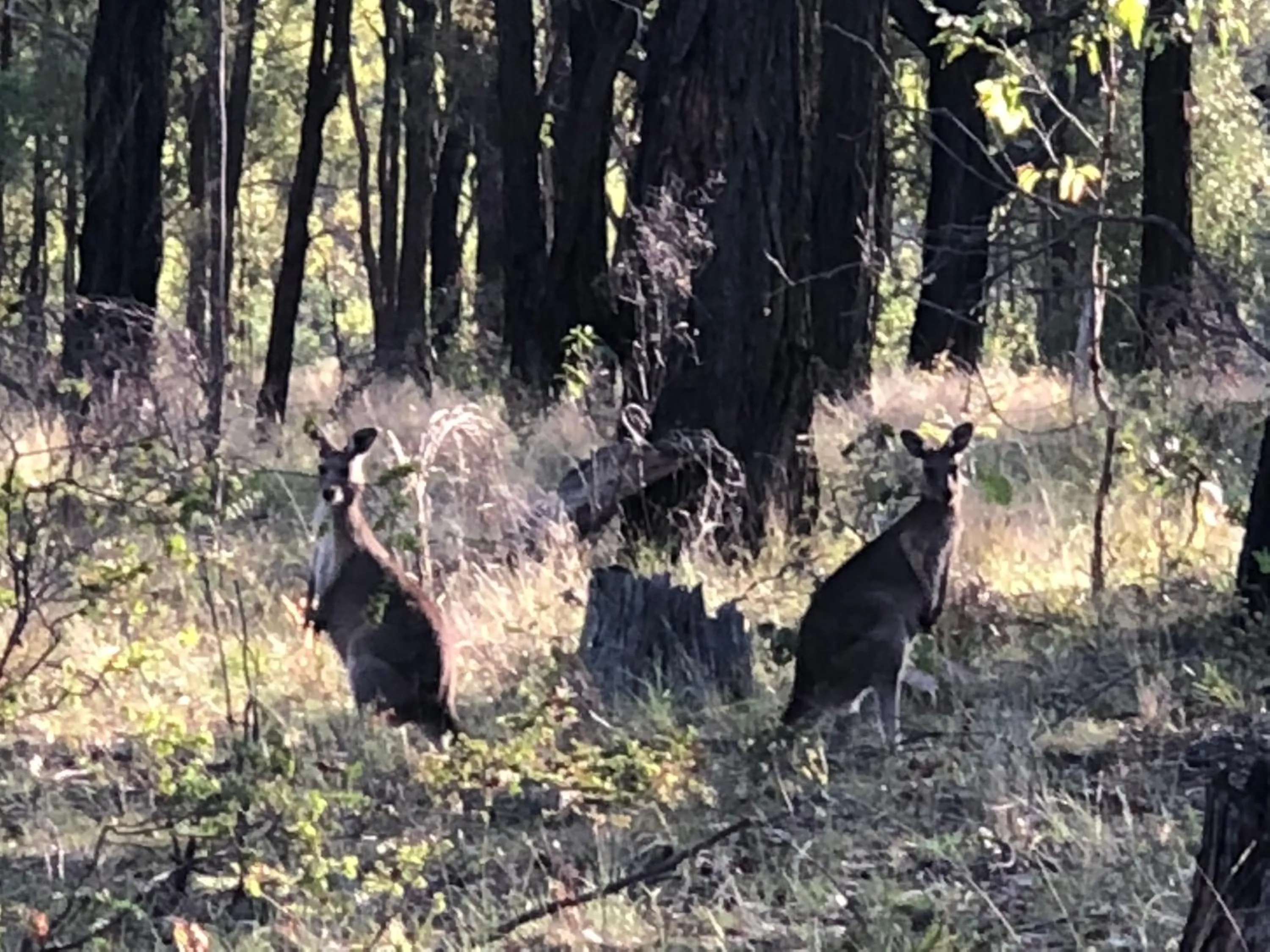 Villa Provence Estate