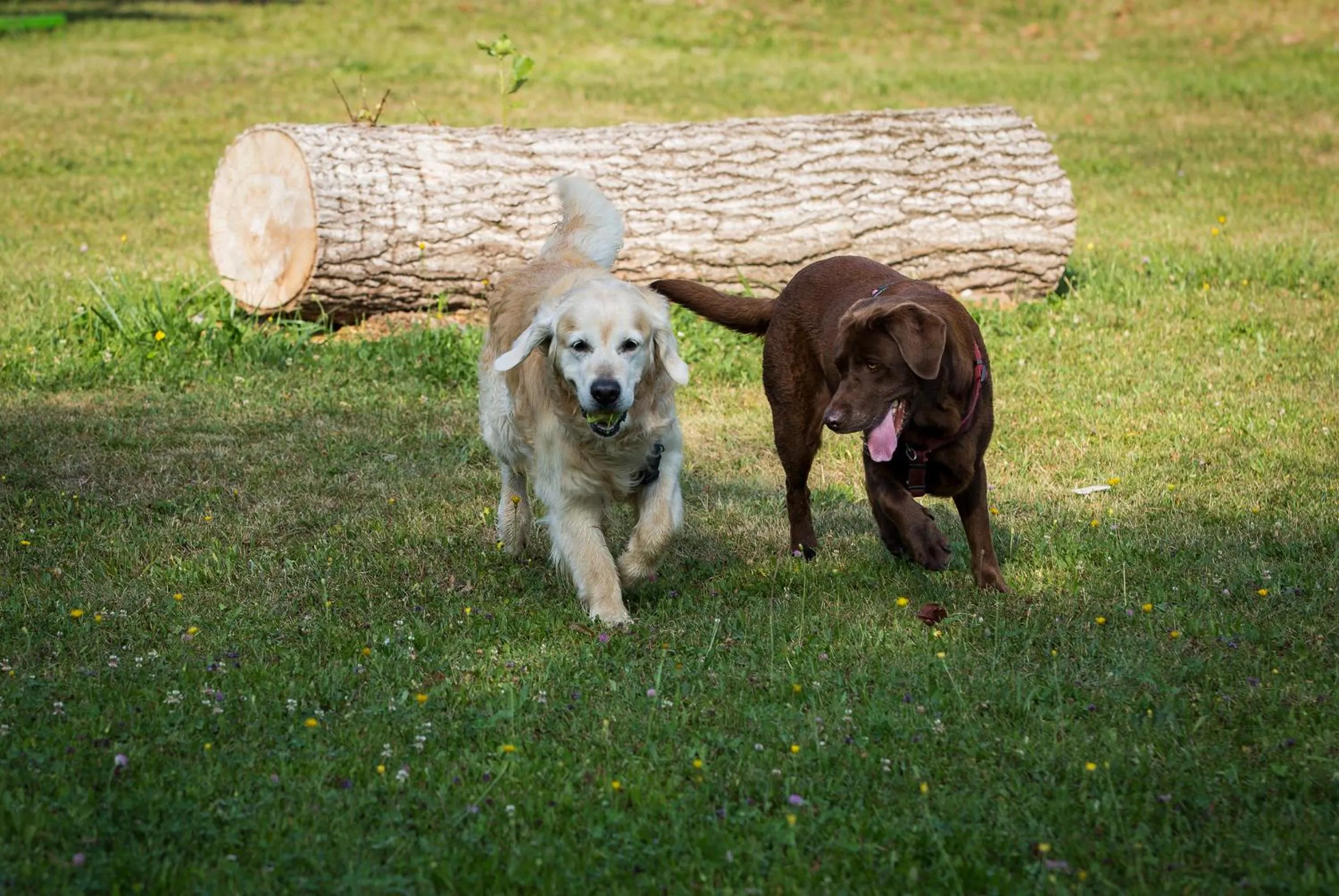 Animals in Bed & Breakfast Eckwirt