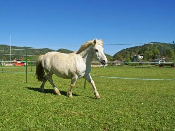 Property building in Bed & Breakfast Eckwirt