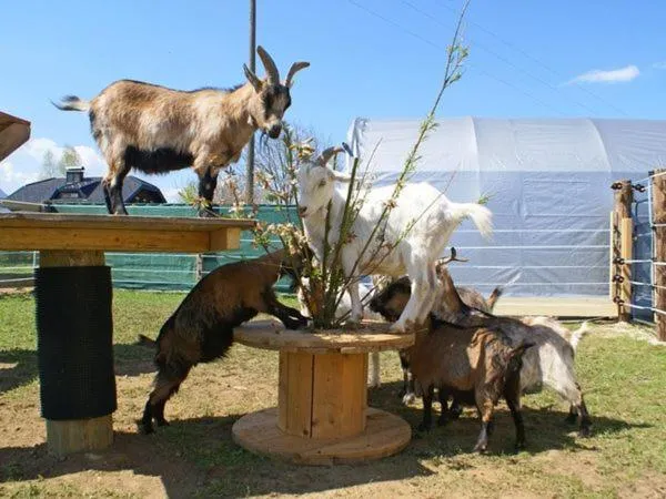 Property building in Bed & Breakfast Eckwirt