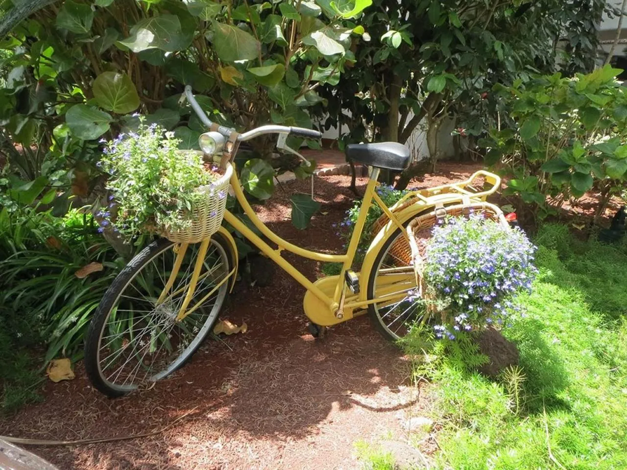 Garden in Hotel Parque Tropical