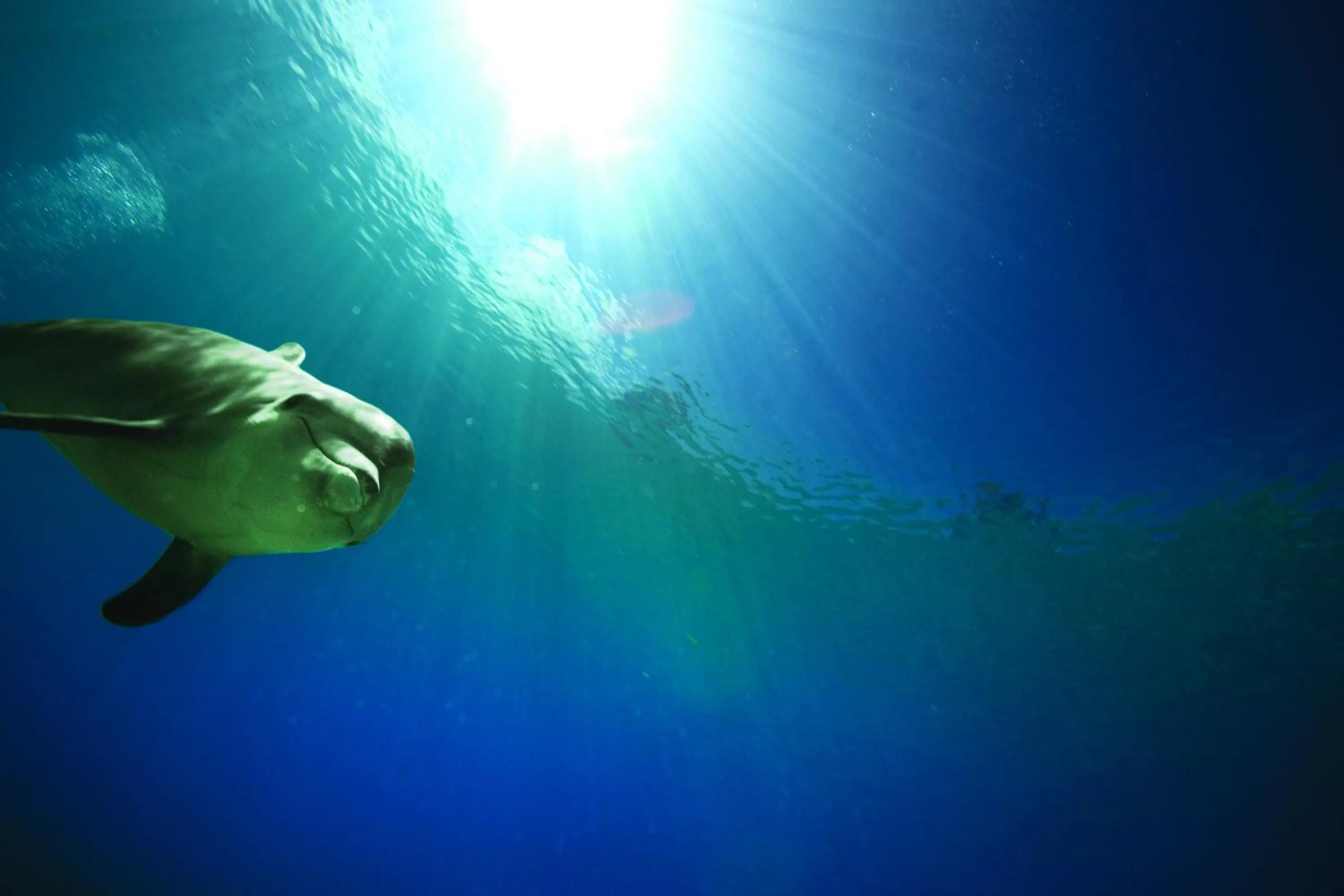 Activities in Harborside Resort & Vacation Rentals at Atlantis