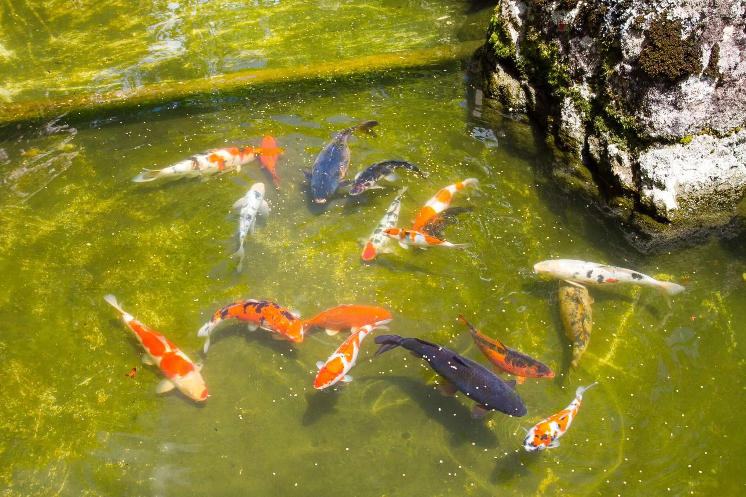 Garden in Hotel Matsubara
